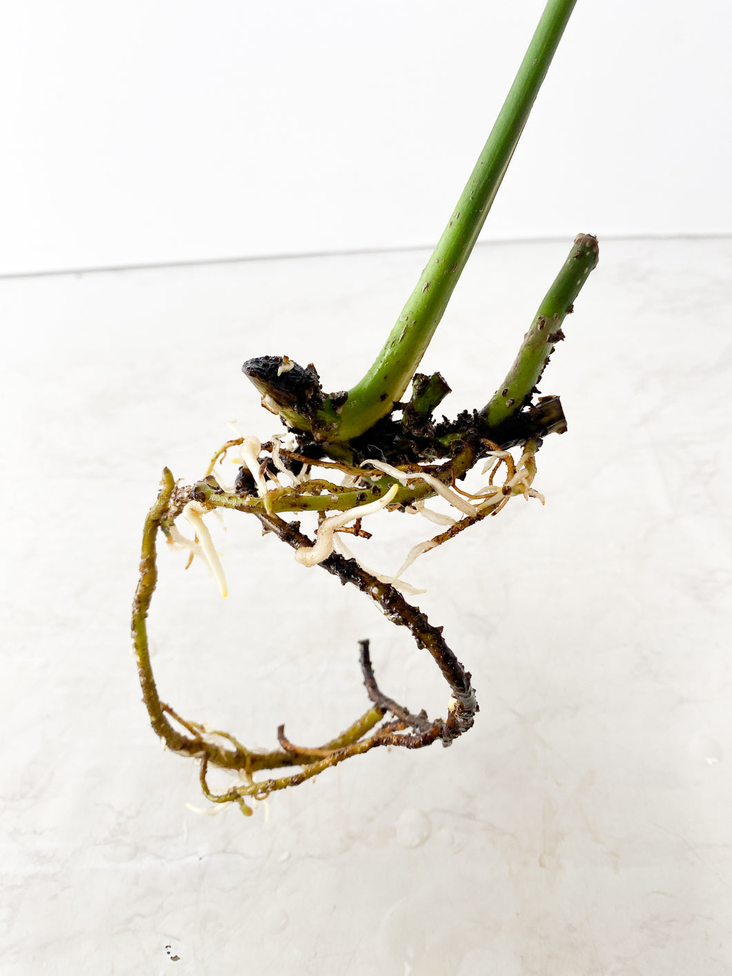 Monstera Aurea 1 leaf slightly rooted