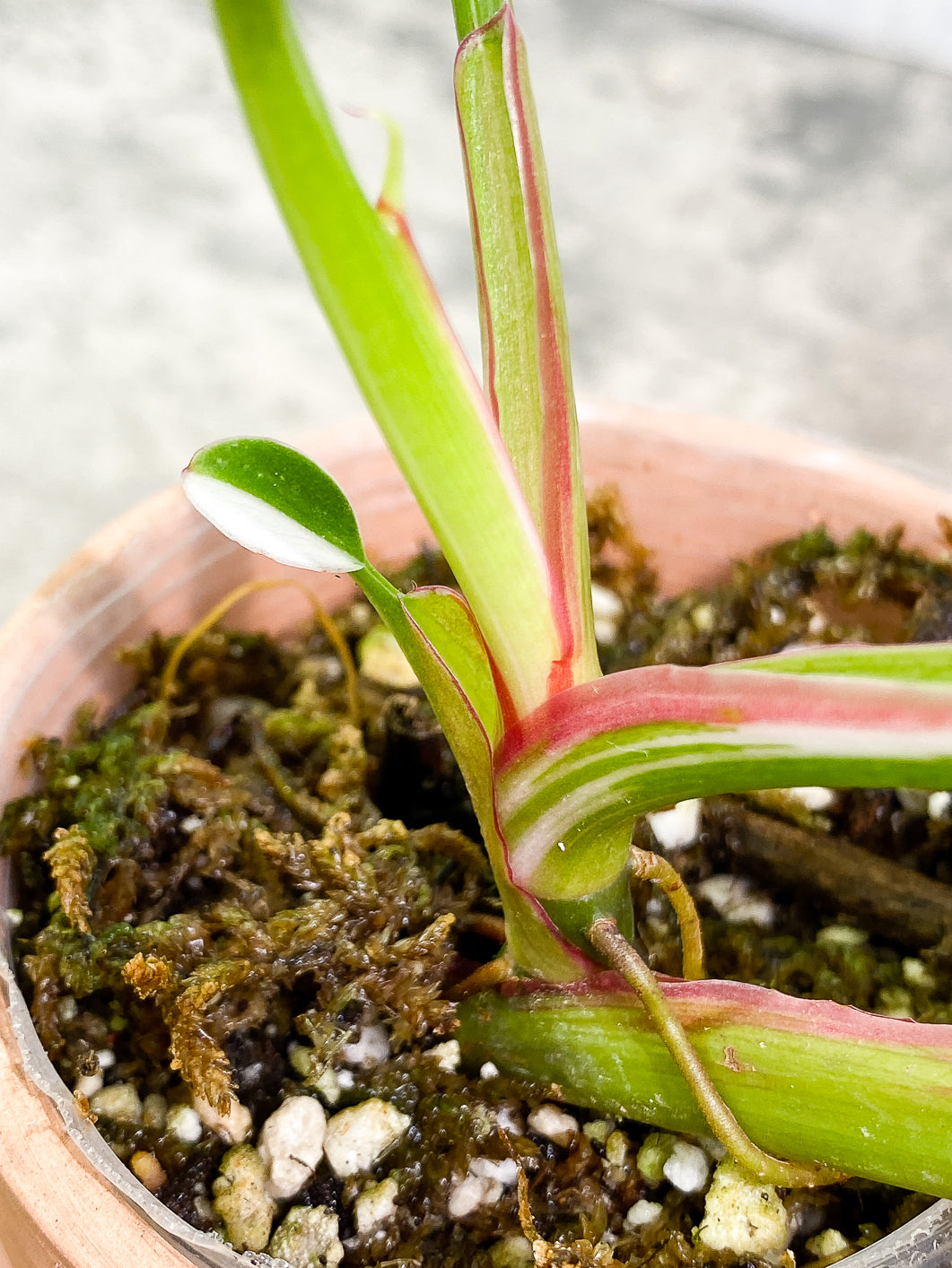 Philodendron white princess 5 leaves 1 sprout fully rooted