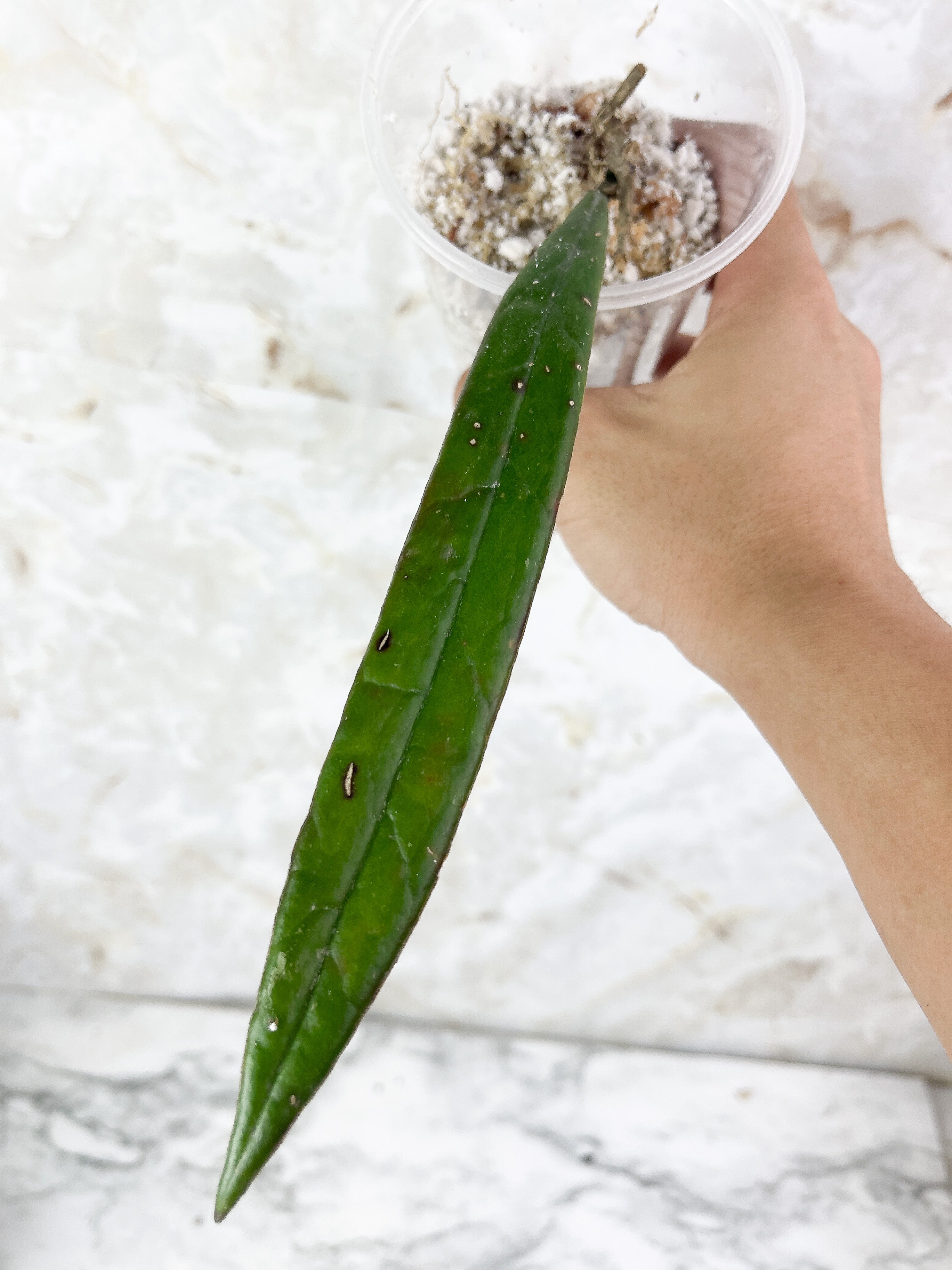 DO NOT BUY: Hoya Sulaweisiana
