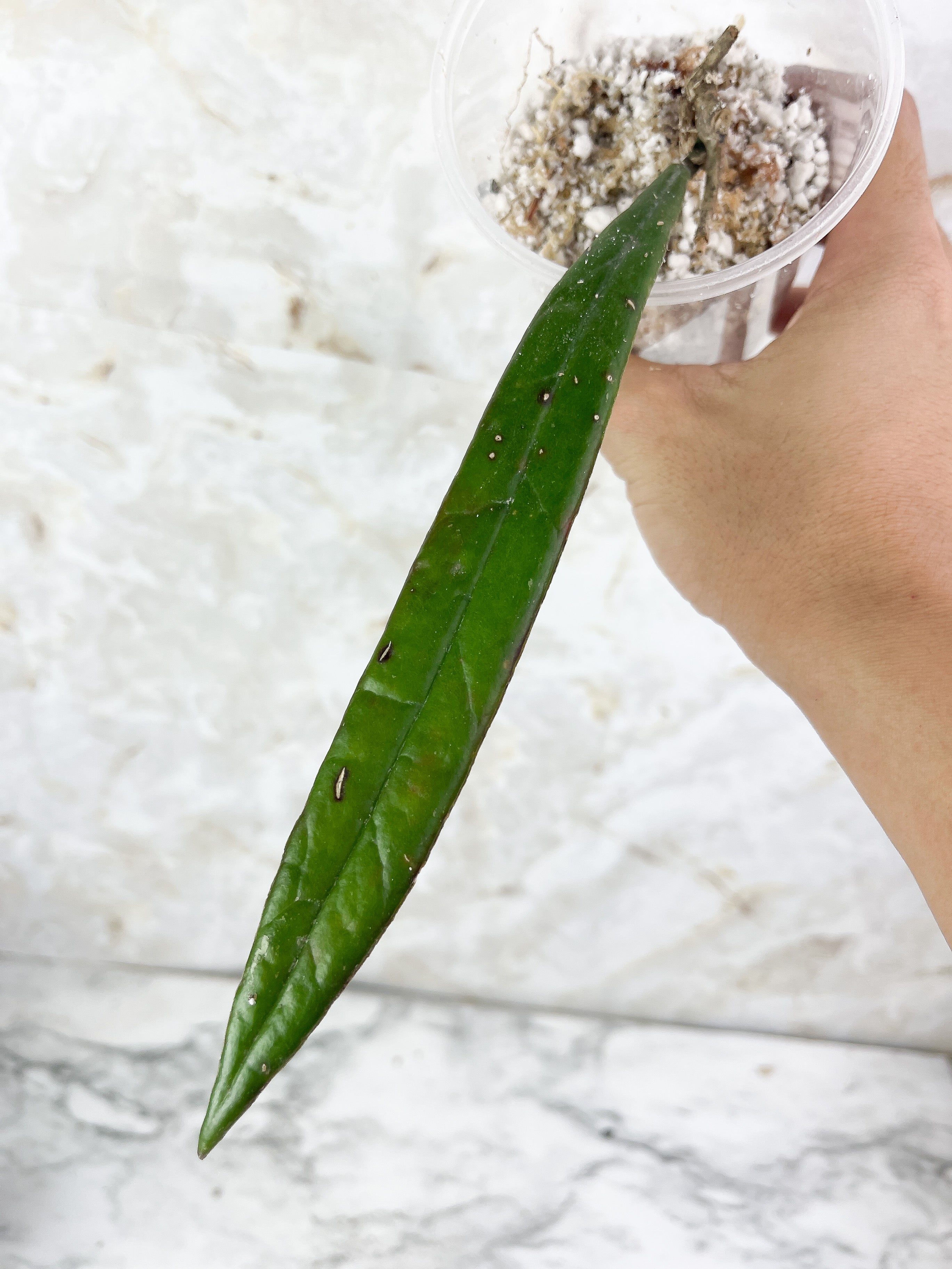 DO NOT BUY: Hoya Sulaweisiana