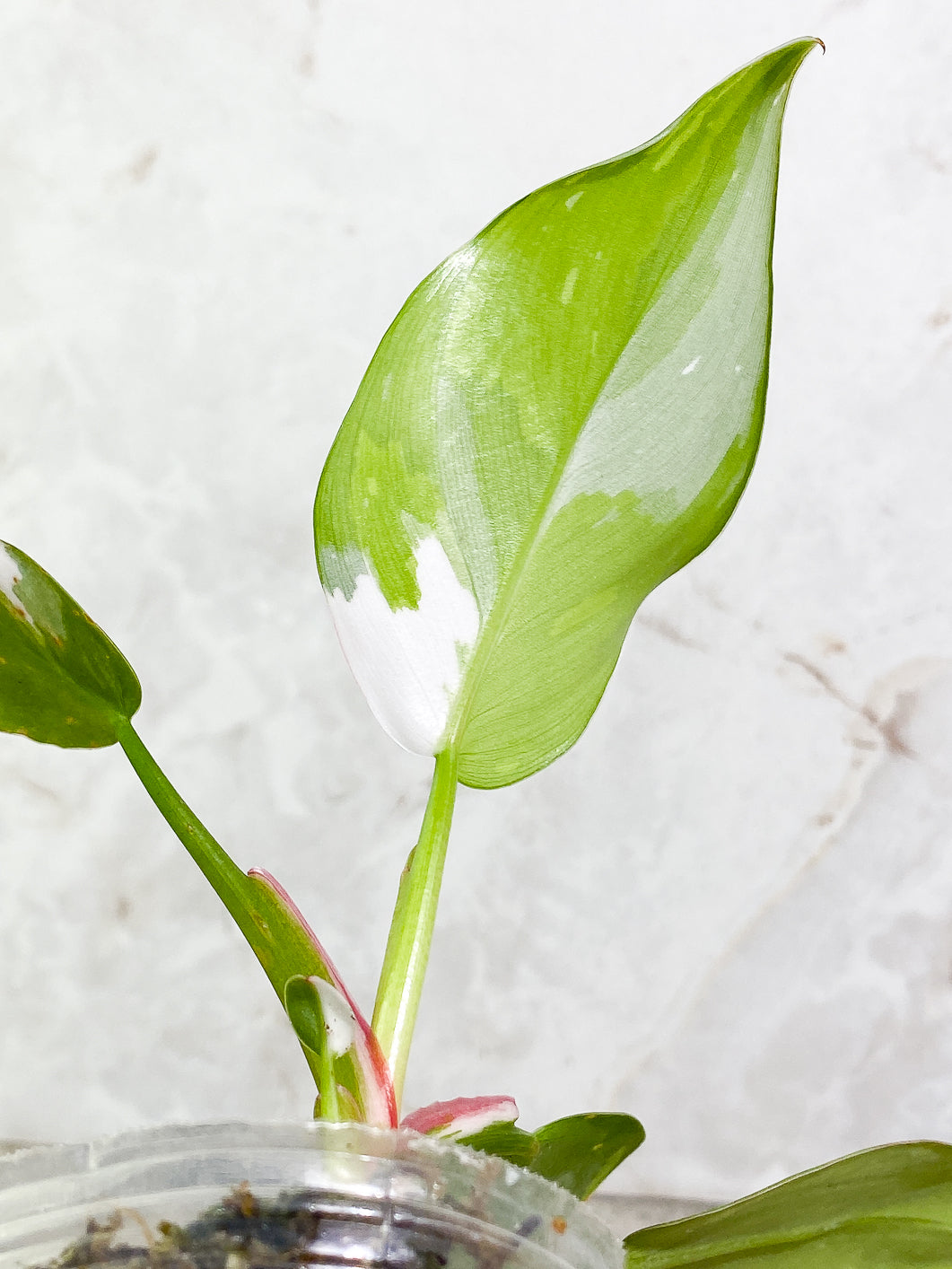 Philodendron white princess 5 leaves 1 sprout fully rooted