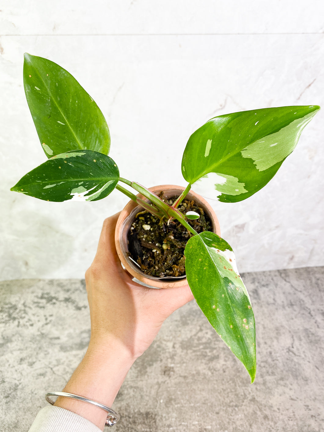 Philodendron white princess 5 leaves 1 sprout fully rooted