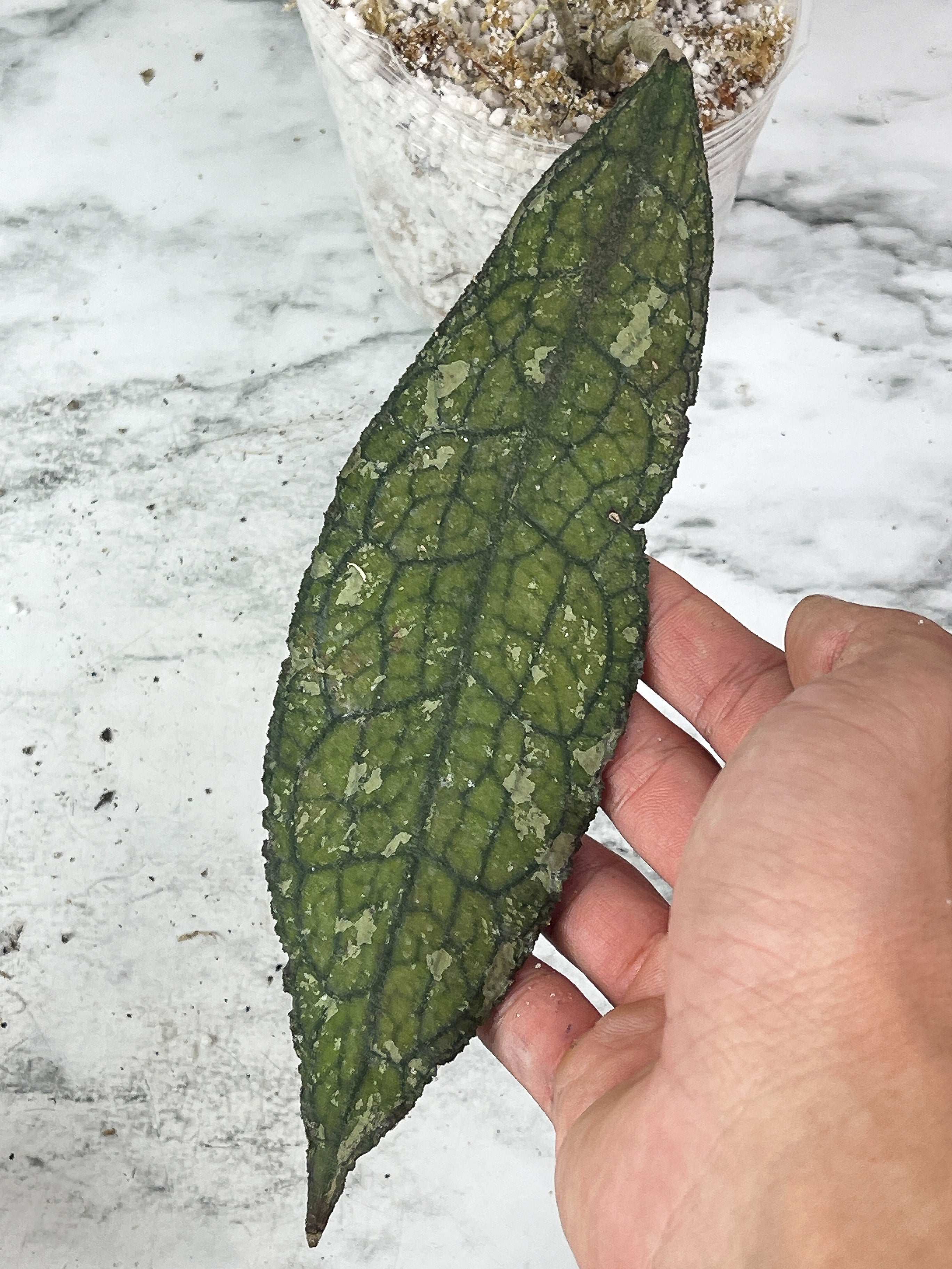 Hoya Clemensiorum Rooting