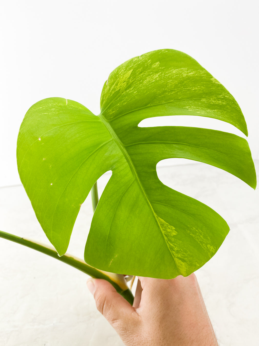 Monstera Aurea tricolor 2 leaves top cutting rooting