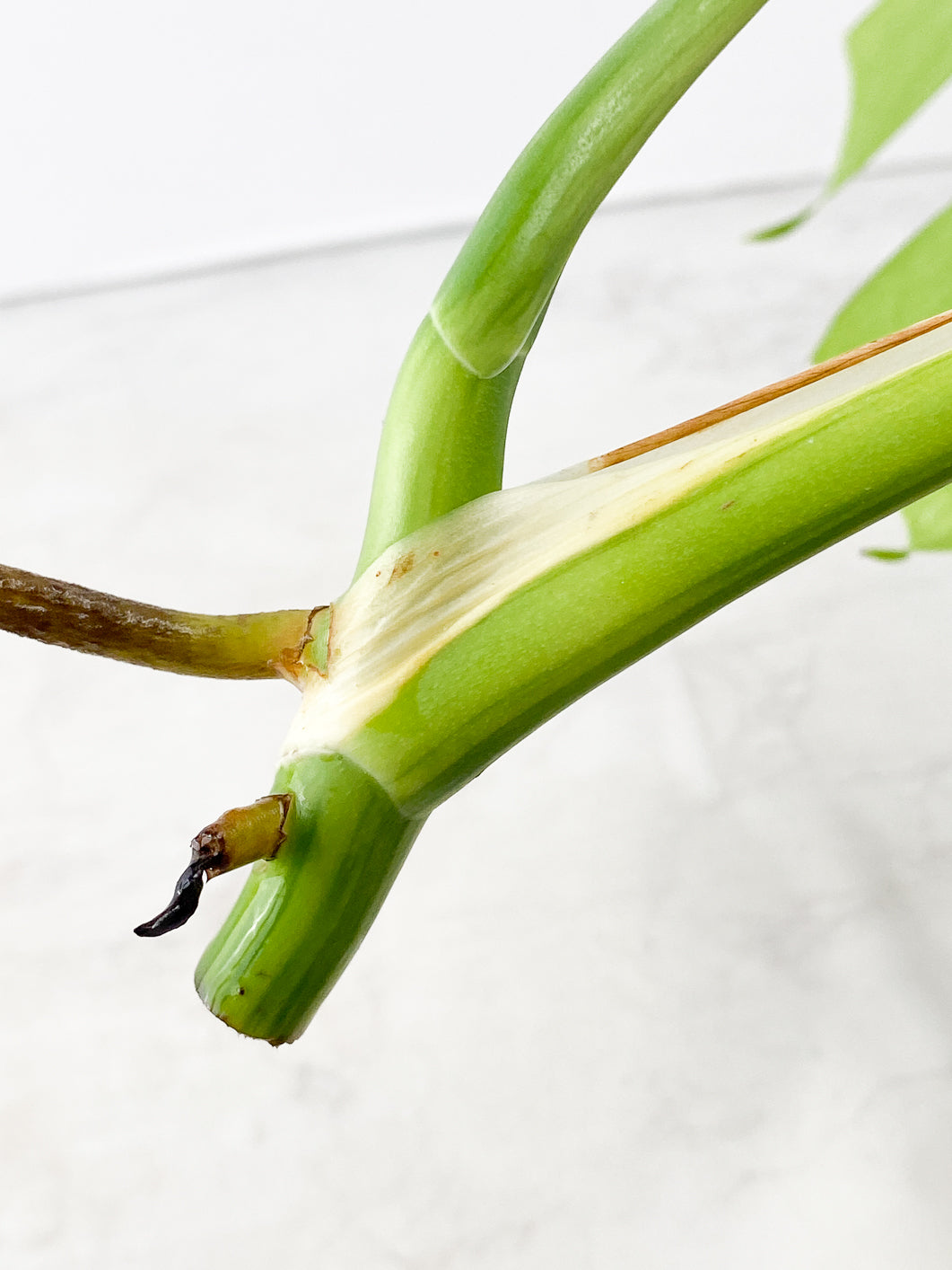 Monstera Aurea tricolor 2 leaves top cutting rooting