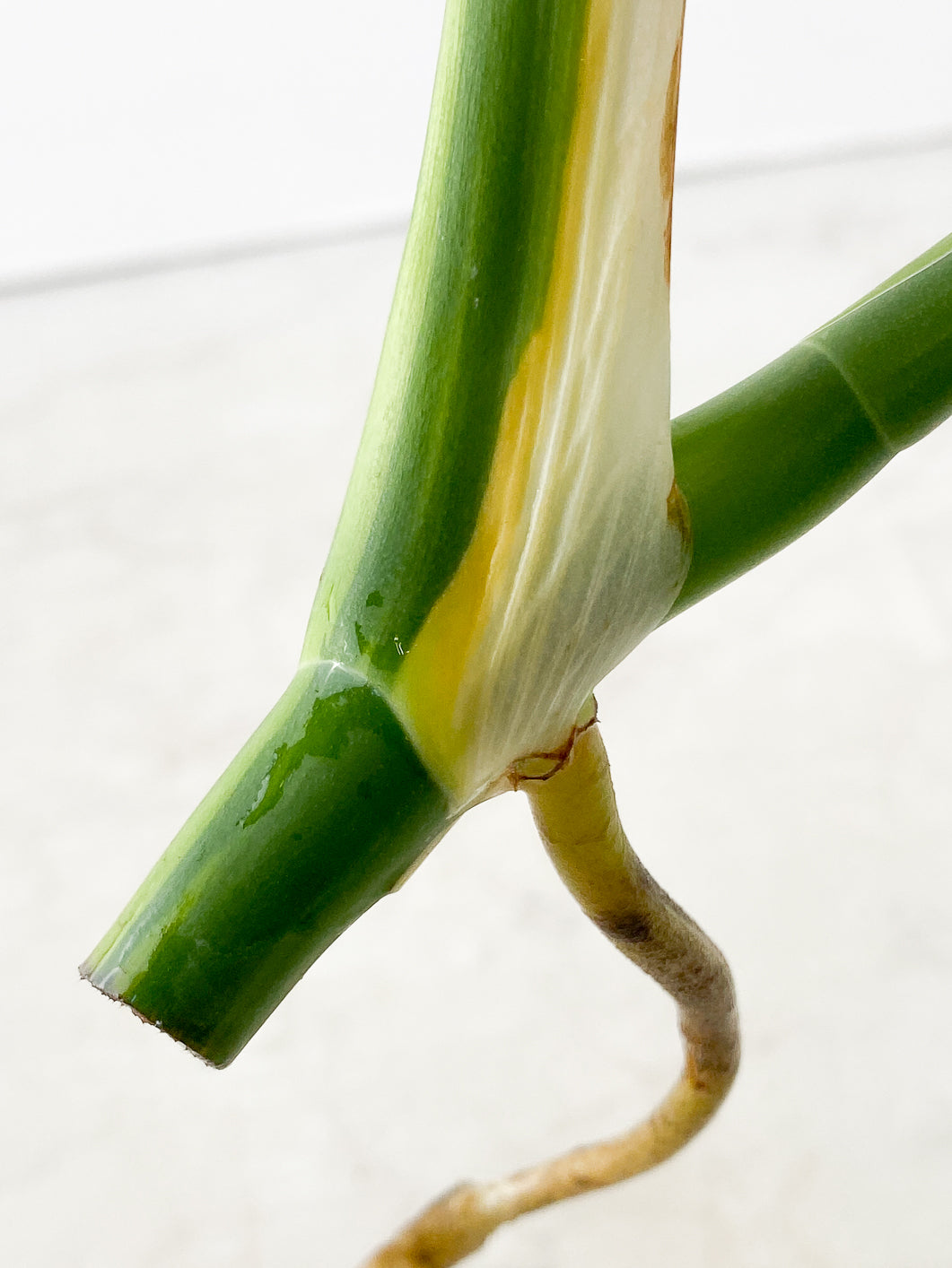 Monstera Aurea tricolor 2 leaves top cutting rooting