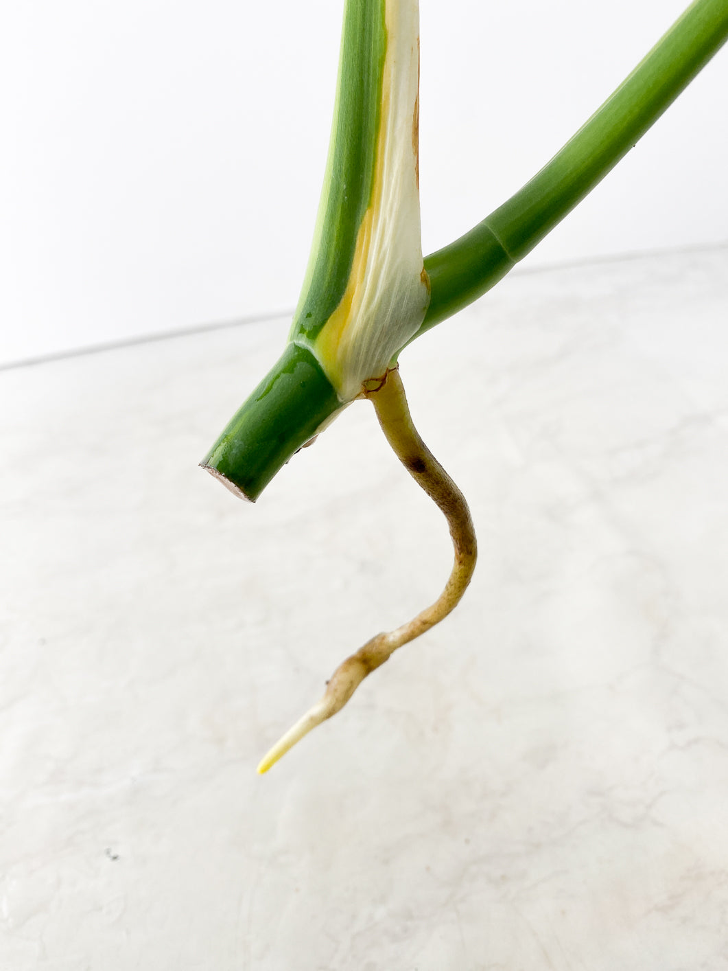 Monstera Aurea tricolor 2 leaves top cutting rooting