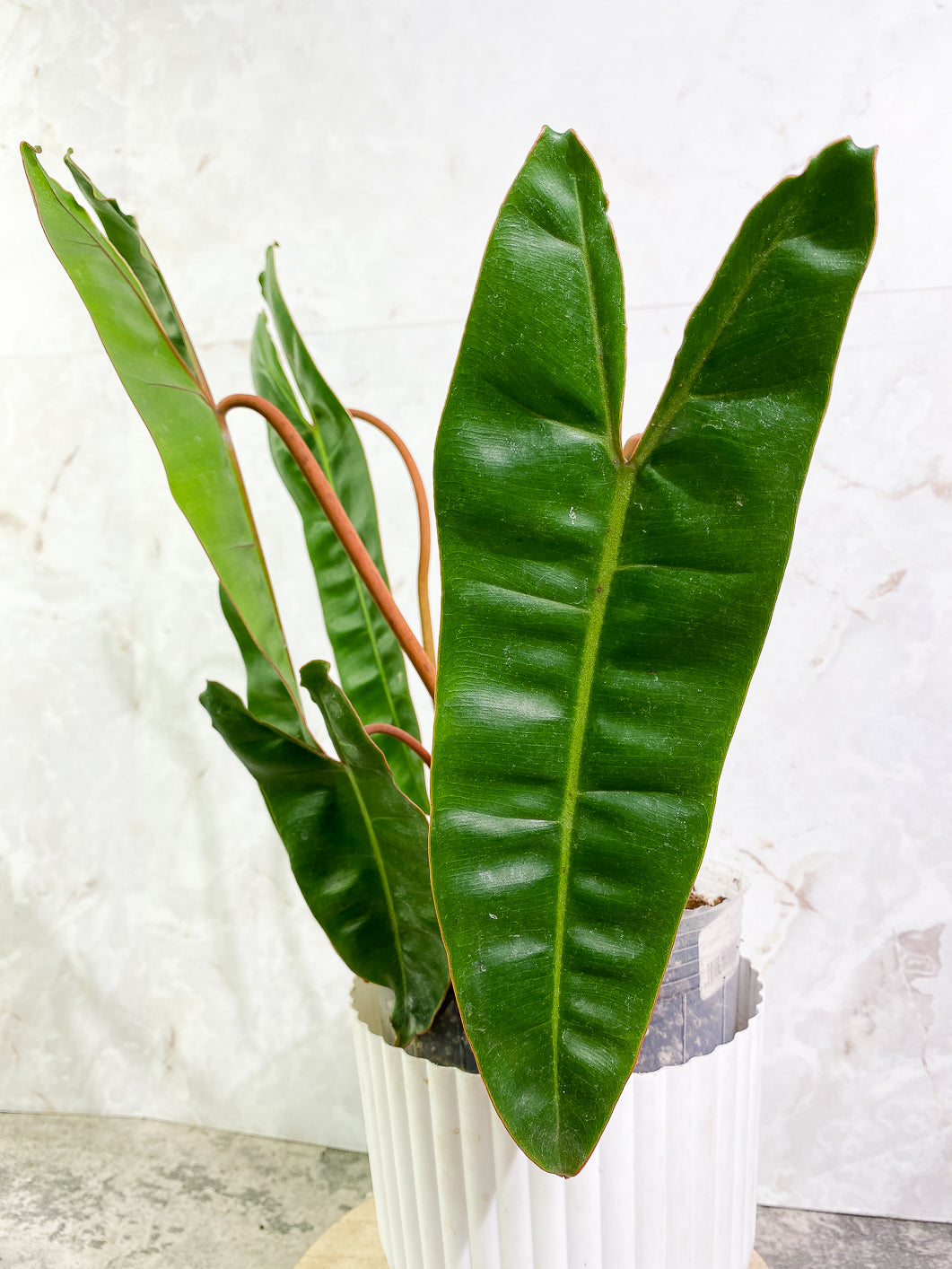 Philodendron Billietiae 4 leaves fully rooted