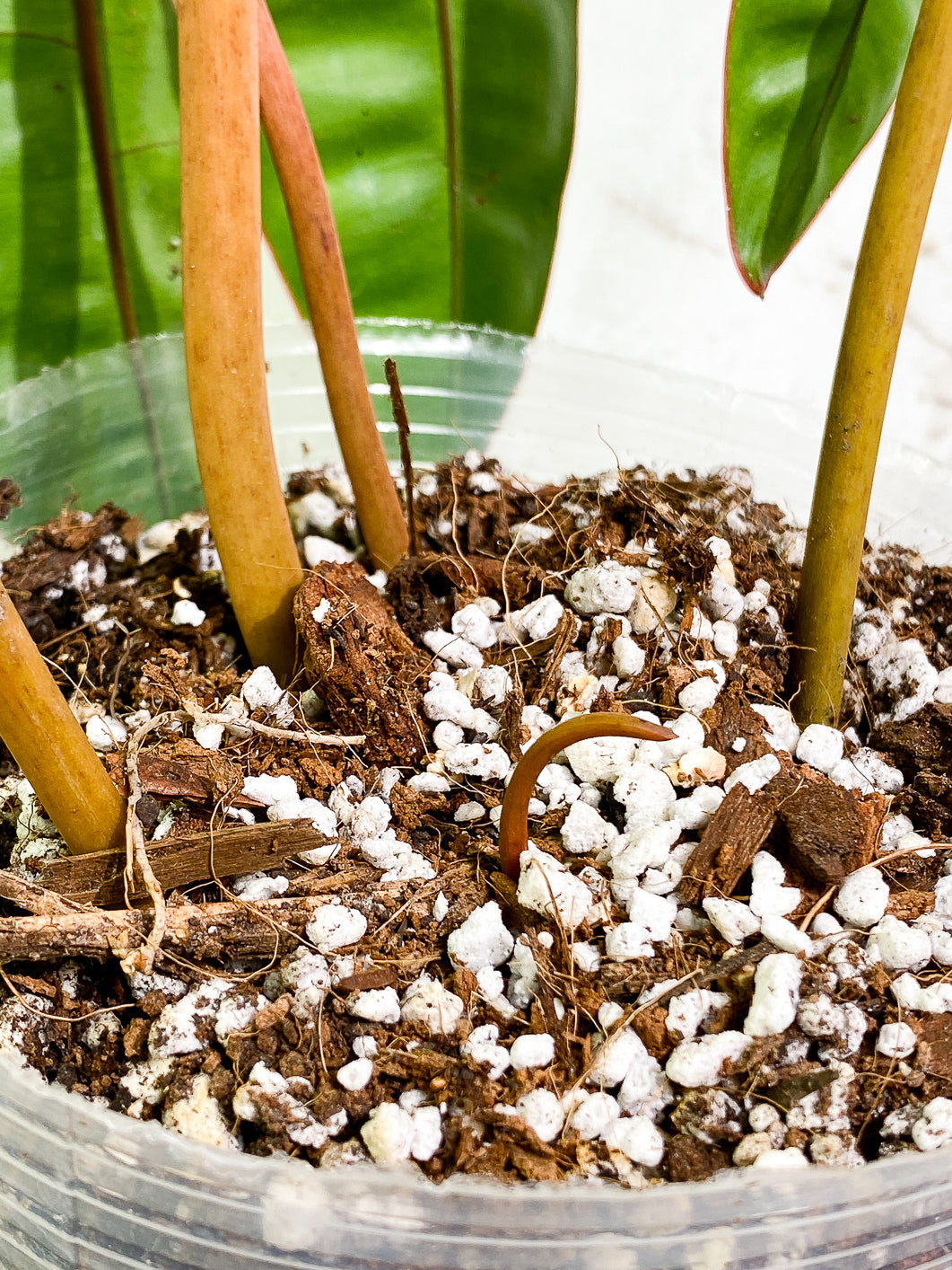 Philodendron Billietiae 4 leaves fully rooted