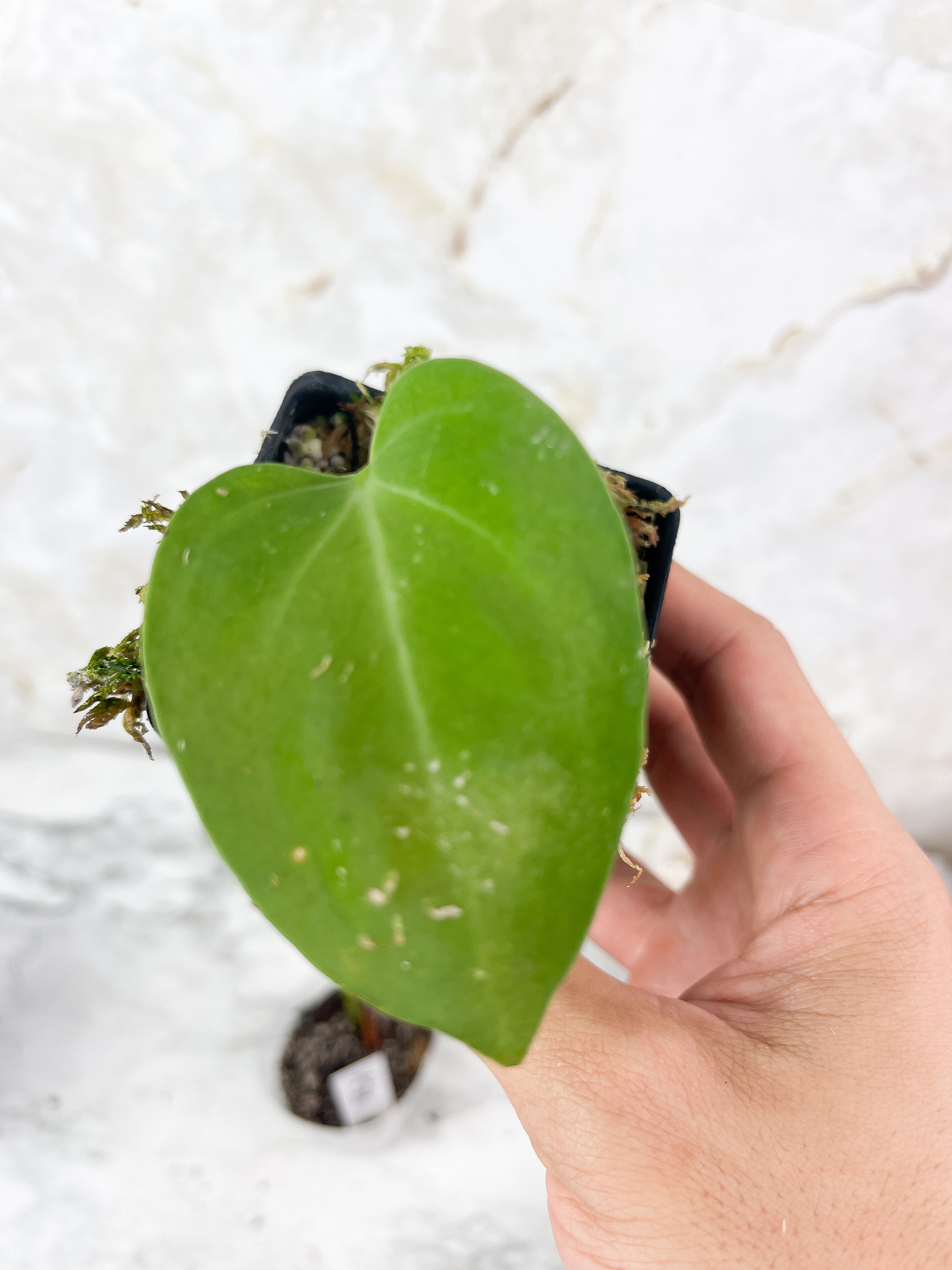 Anthurium Villenaorum slightly rooted