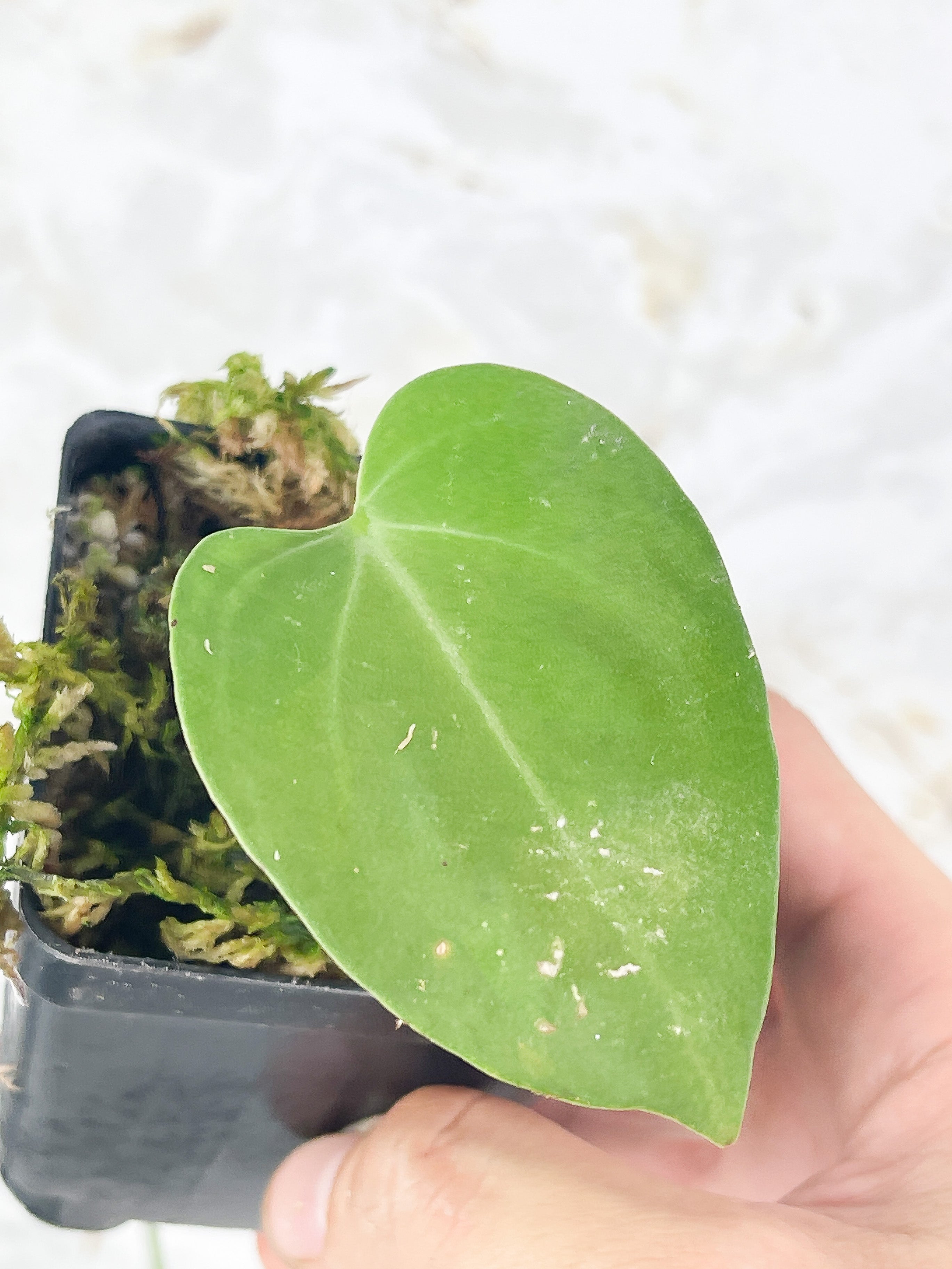 Anthurium Villenaorum slightly rooted