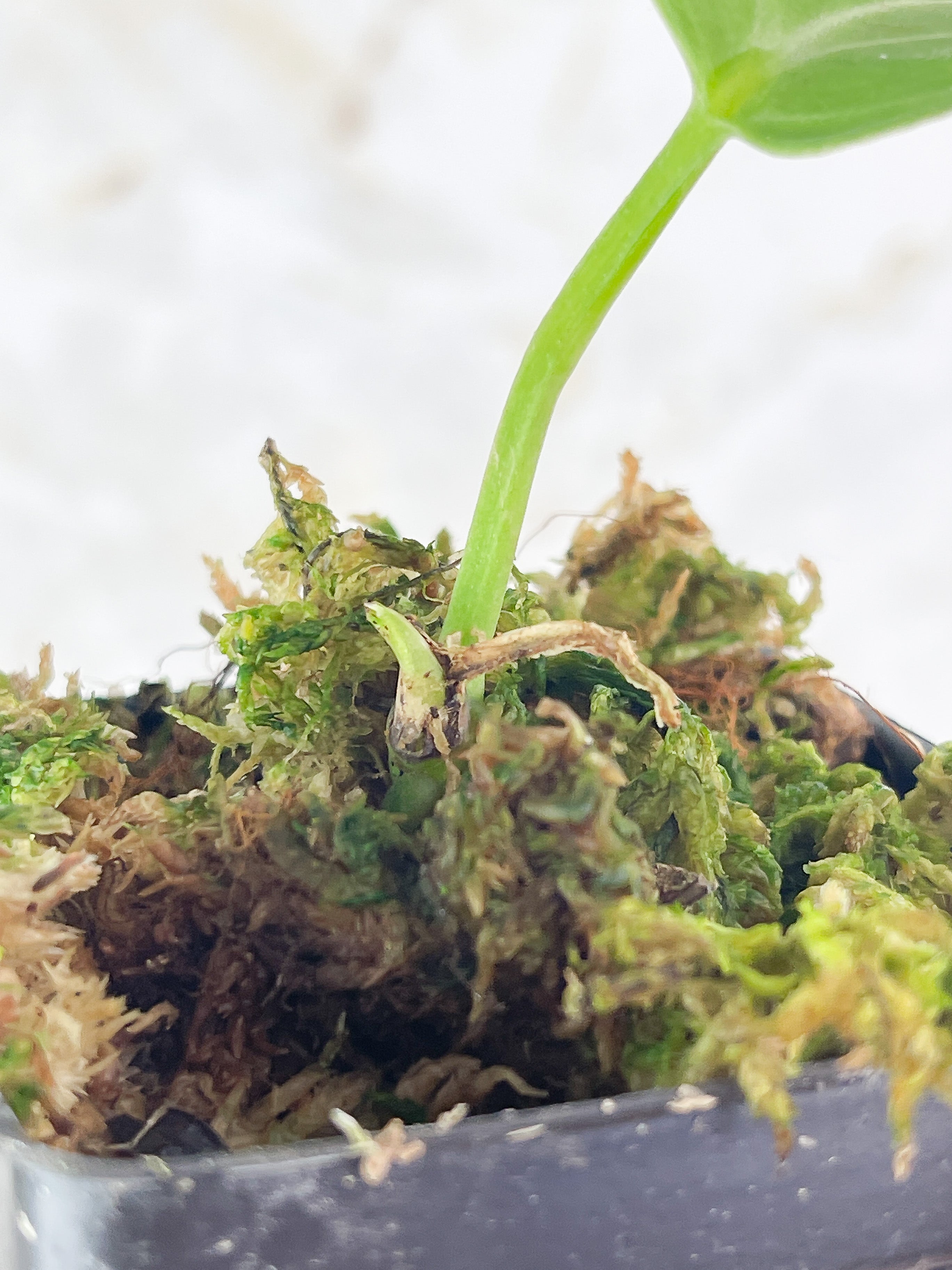 Anthurium Villenaorum slightly rooted