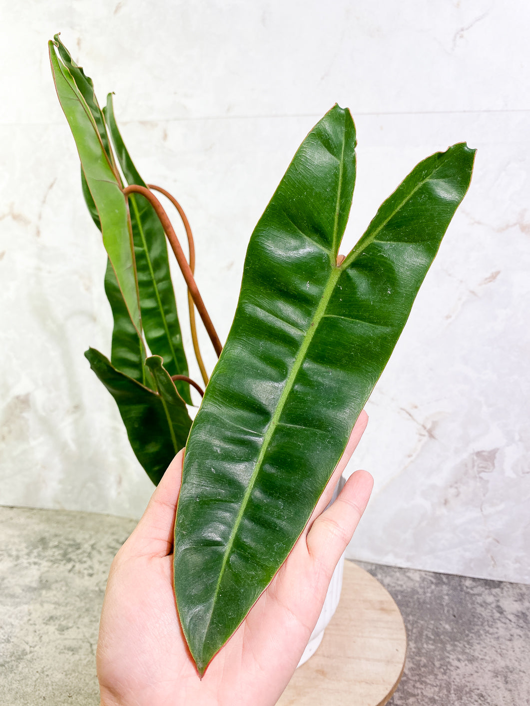 Philodendron Billietiae 4 leaves fully rooted