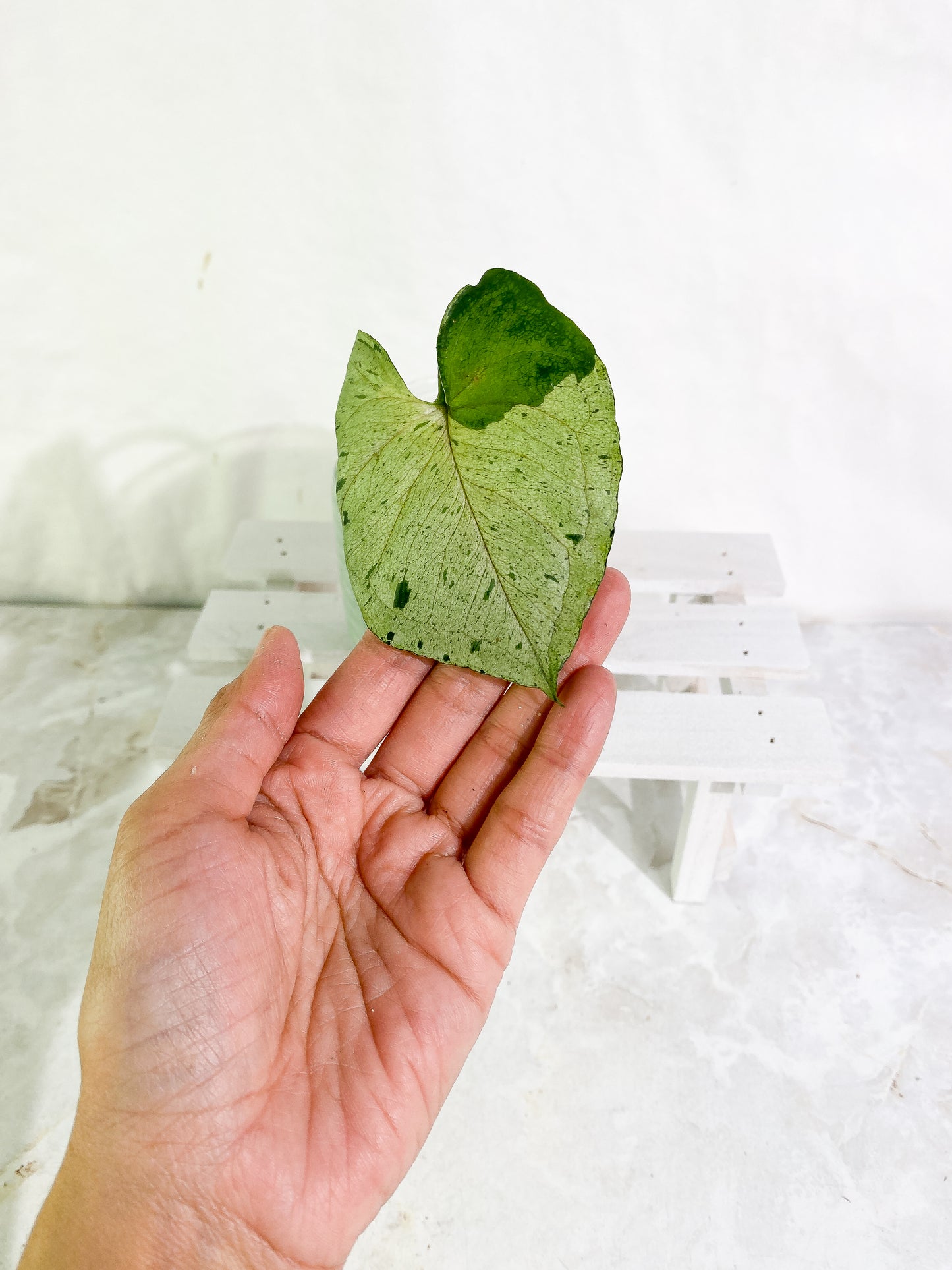 Syngonium Green Splash 1 leaf Rooted