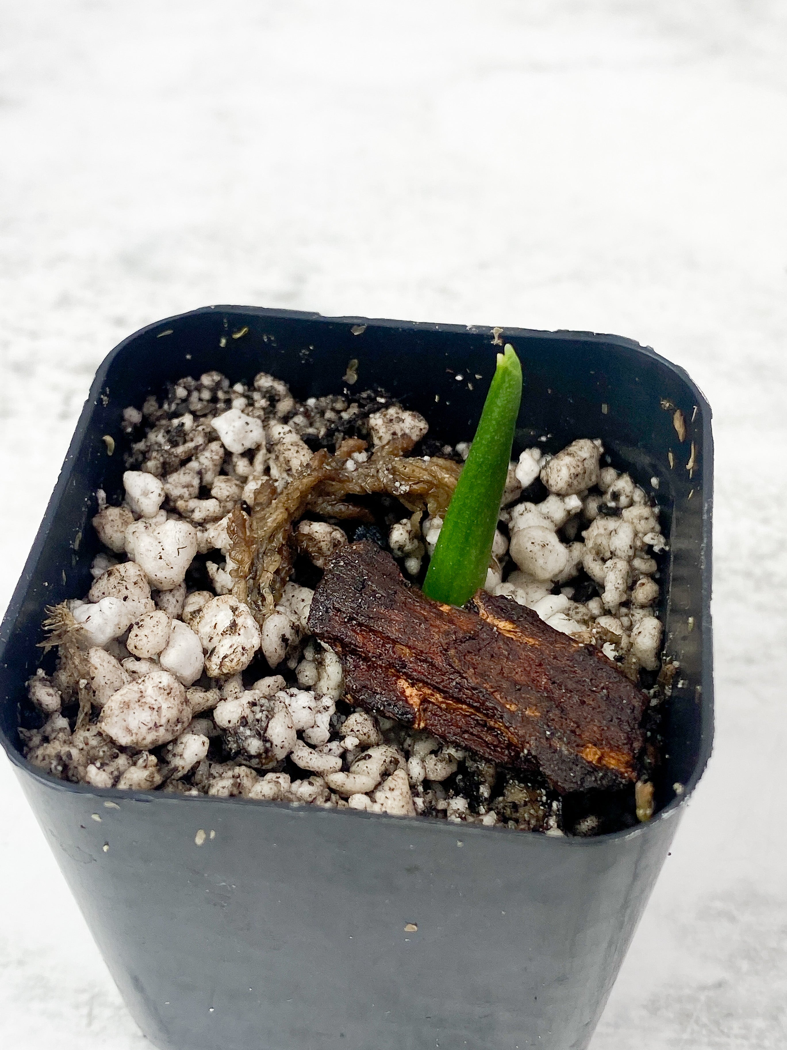 Monstera Esqueleto rooting/ slightly rooted sprout