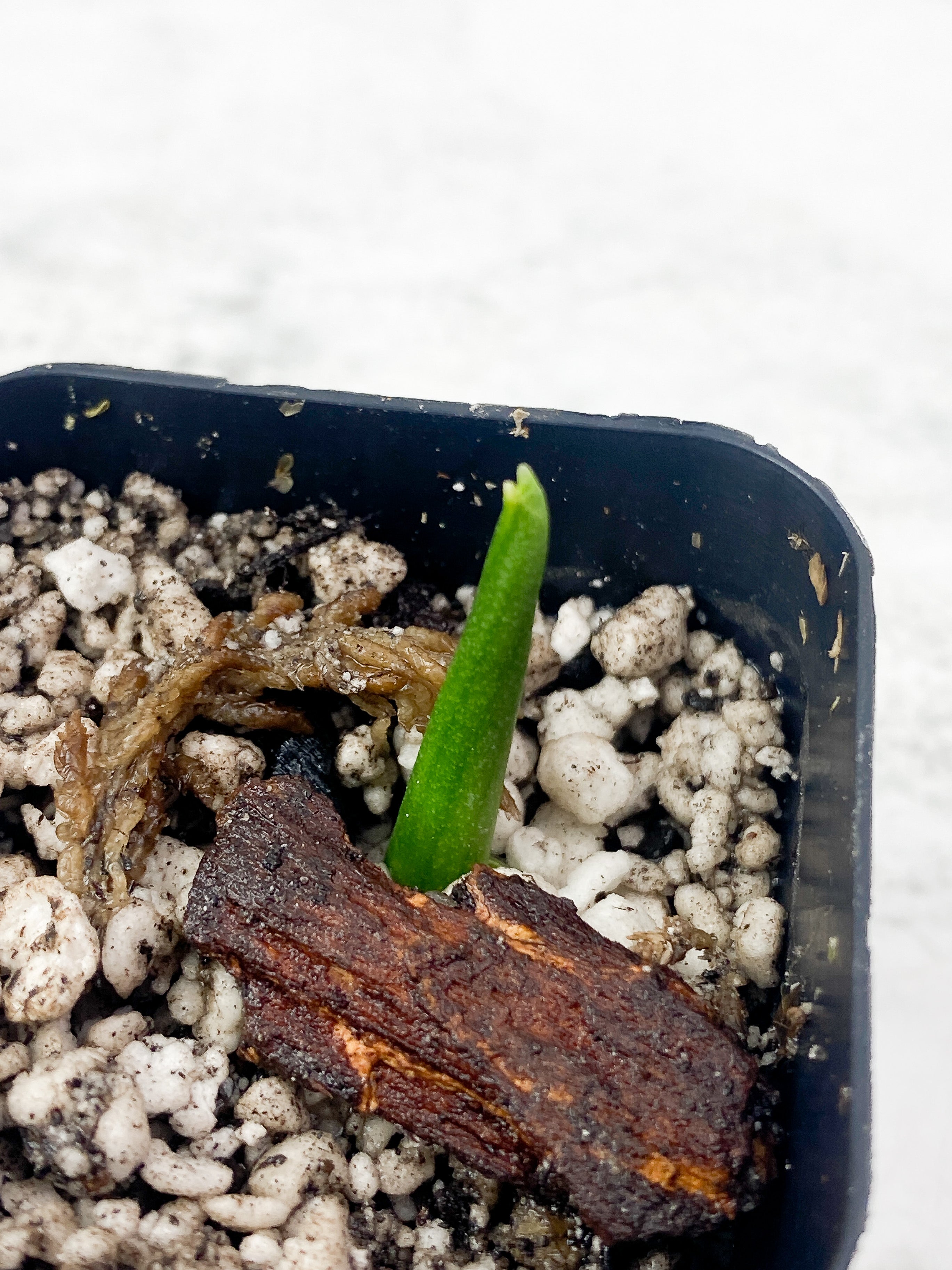 Monstera Esqueleto rooting/ slightly rooted sprout