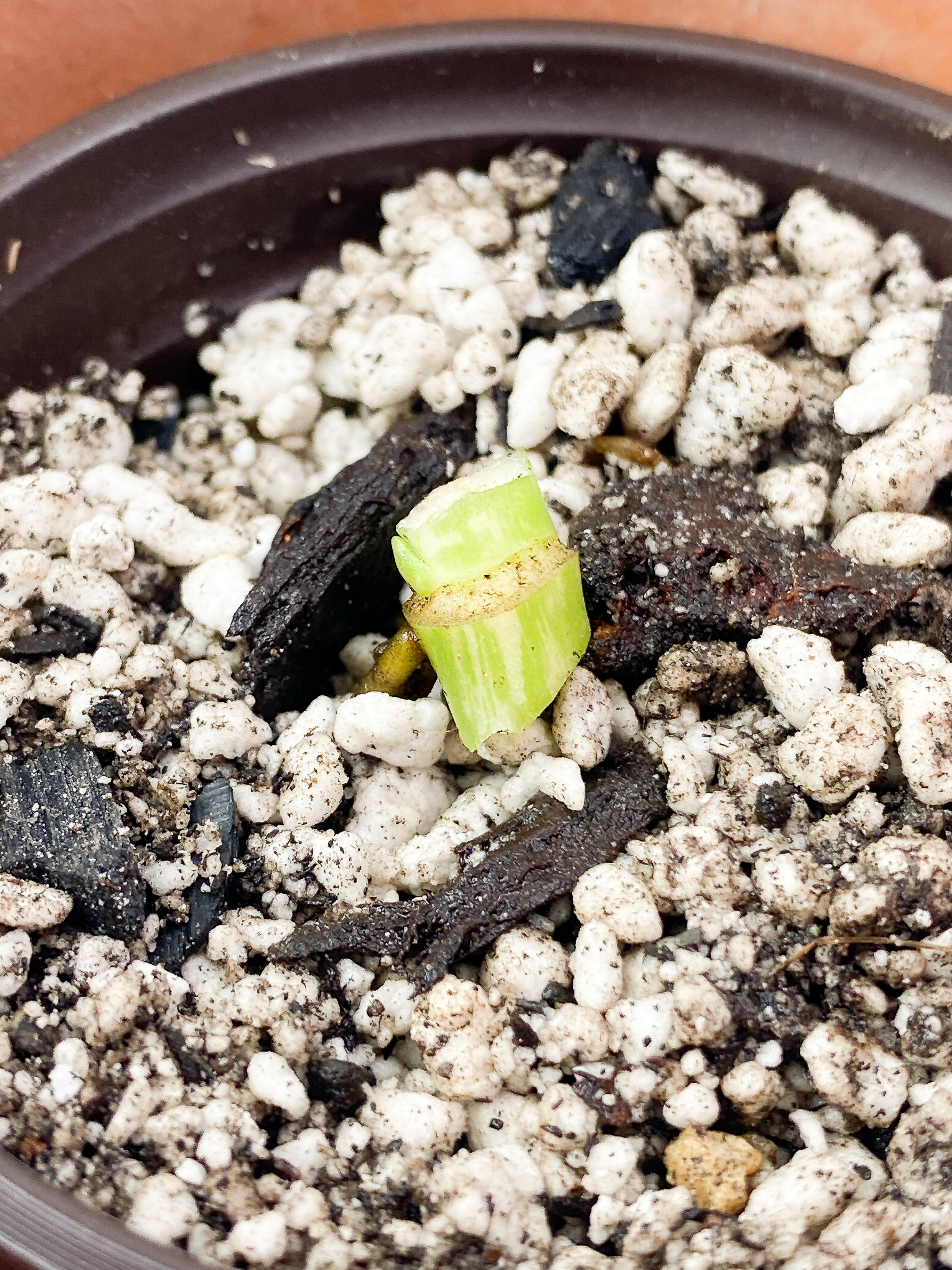 Reserved: Grower Choice Monstera Stanleyana Aurea Rooted node