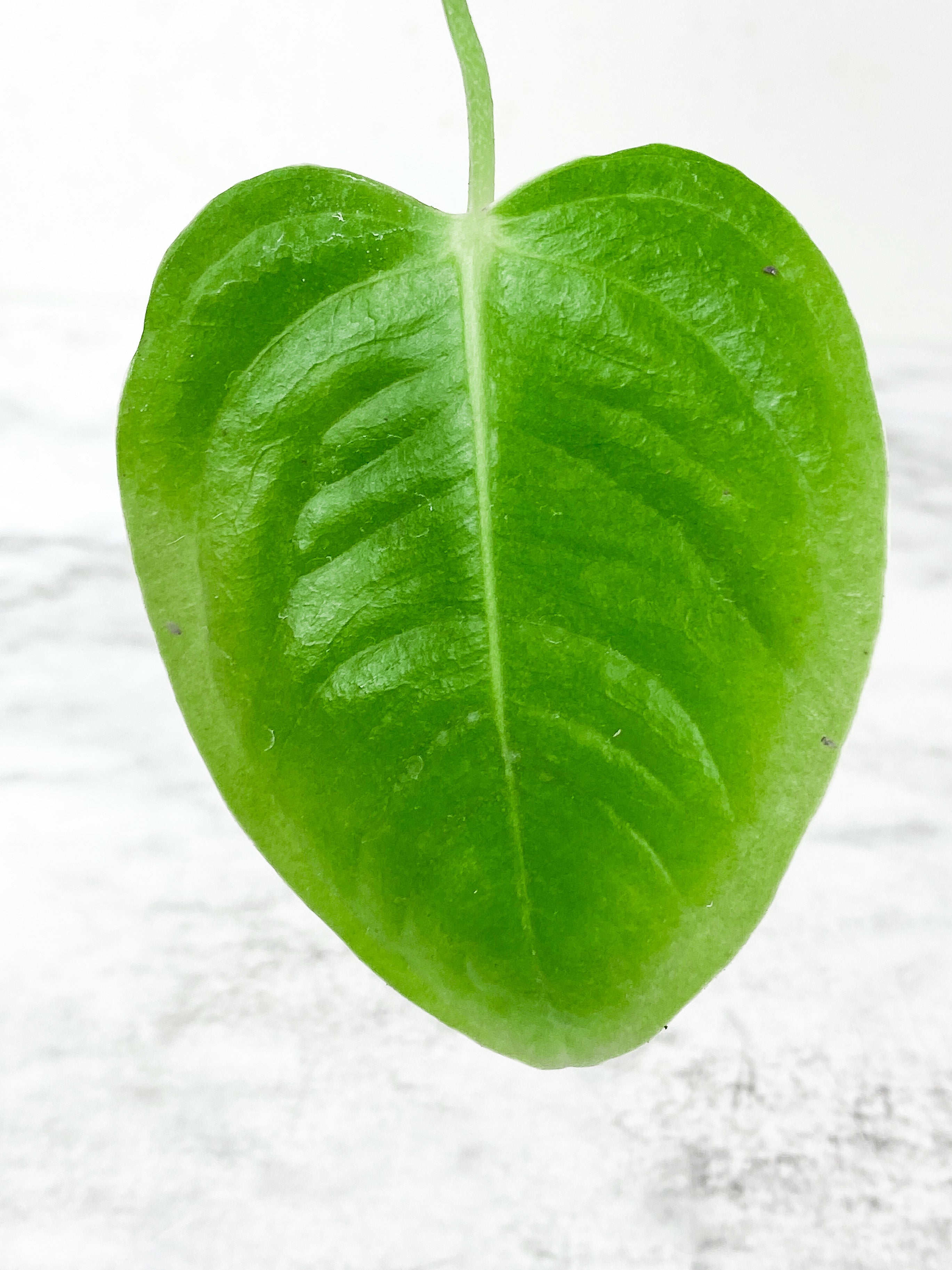 Anthurium Veitchii Rooted 2 leaves