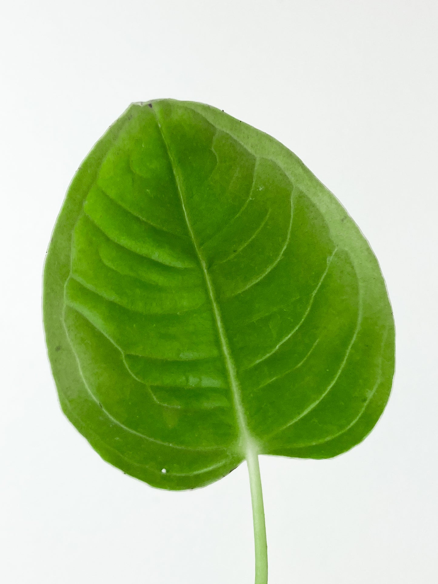 Anthurium Veitchii Rooted 2 leaves