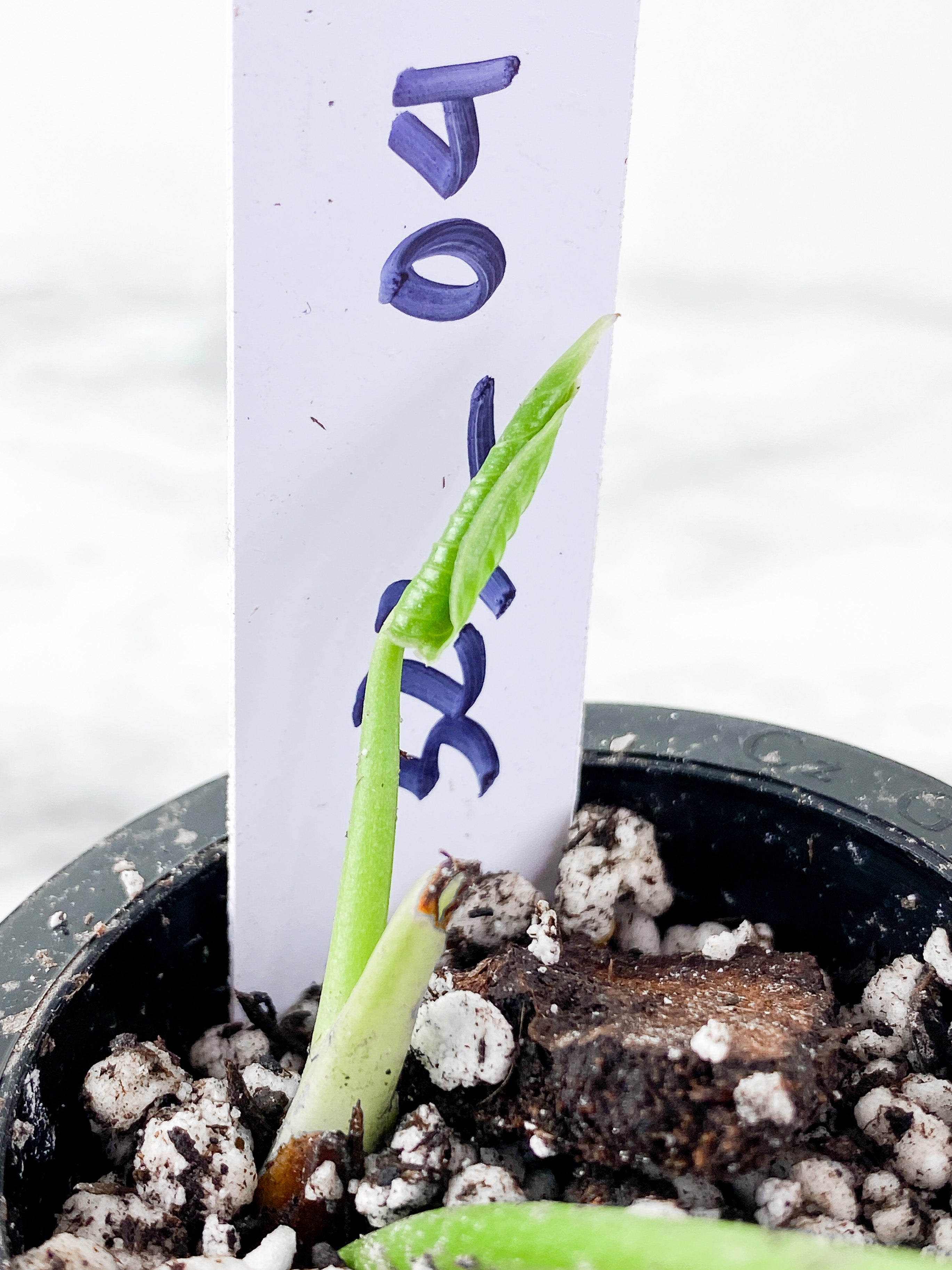 Anthurium Veitchii Rooted 2 leaves