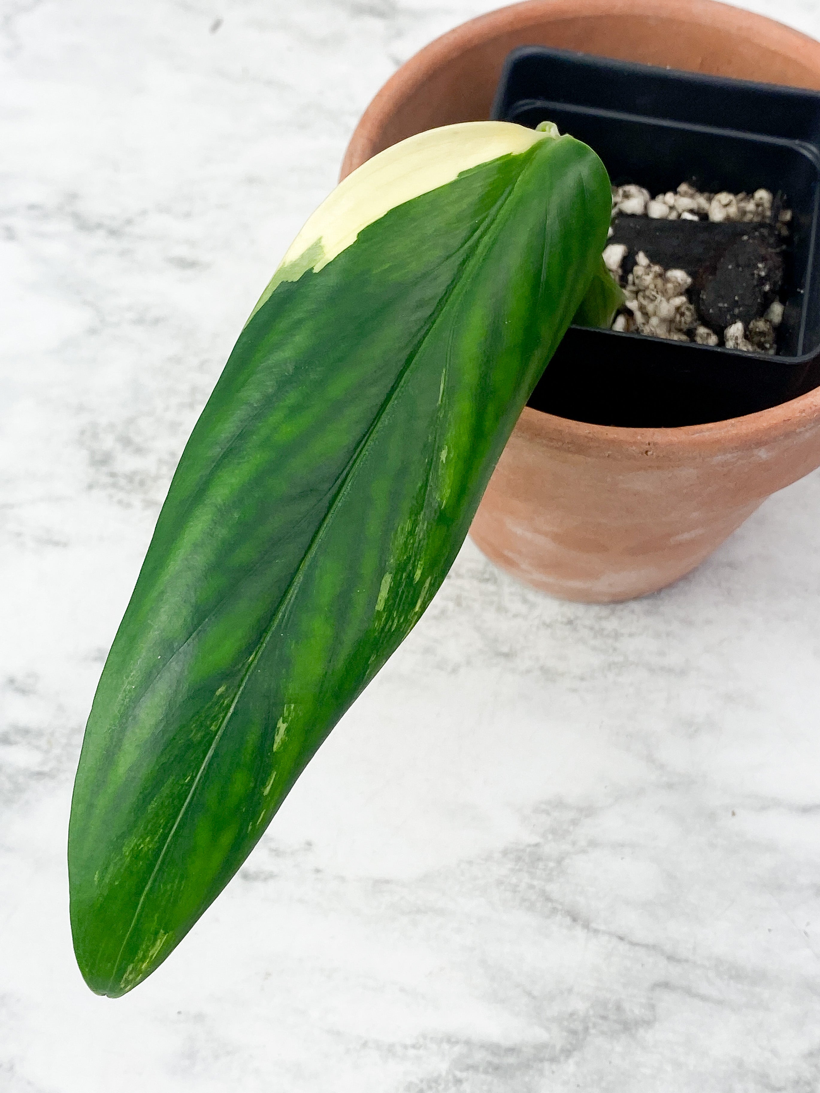 Monstera Stanleyana Aurea Slighlty Rooted Cutting