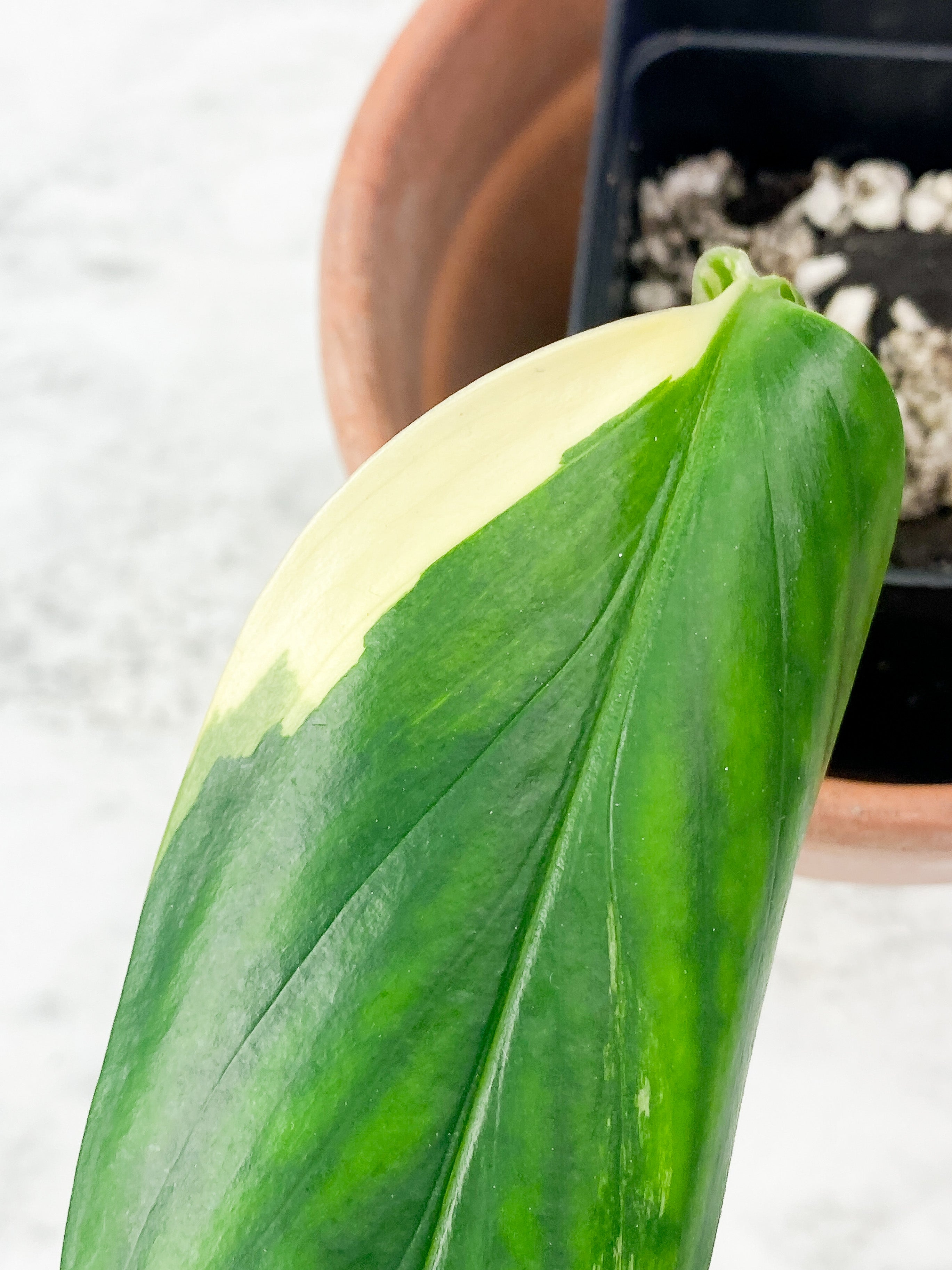 Monstera Stanleyana Aurea Slighlty Rooted Cutting