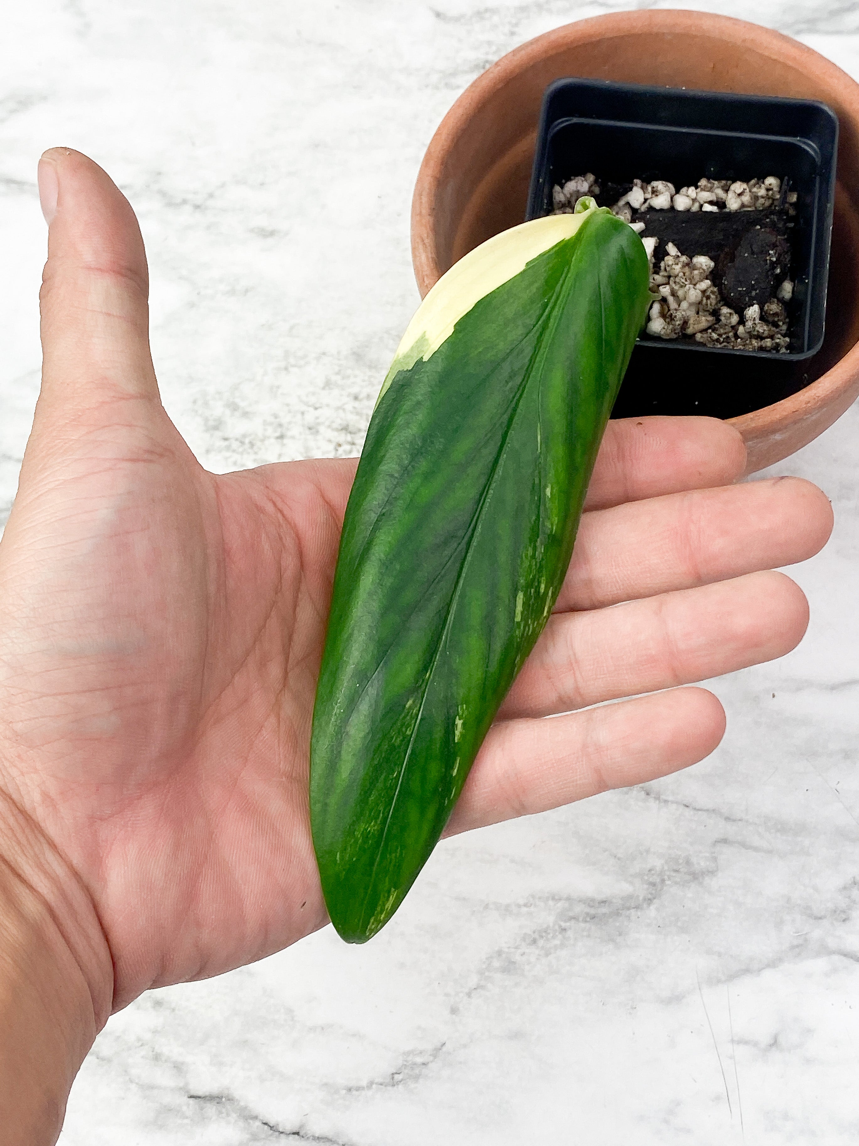 Monstera Stanleyana Aurea Slighlty Rooted Cutting