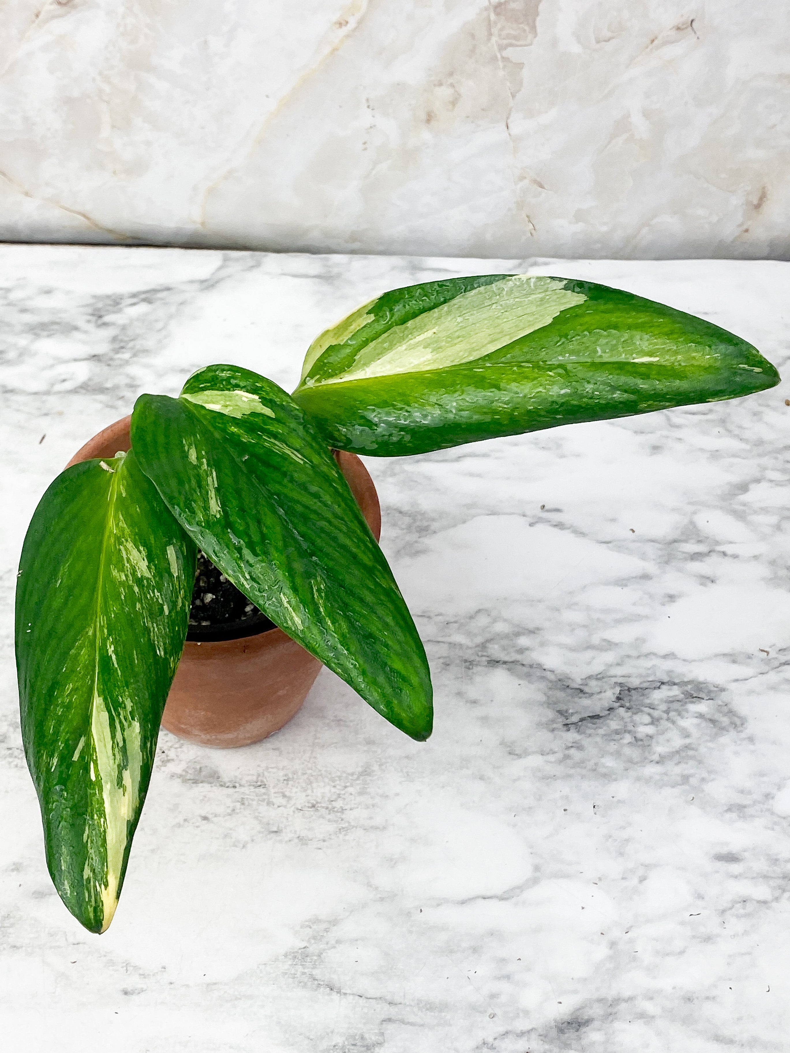 Monstera Stanleyana Aurea Rooted 3 leaves