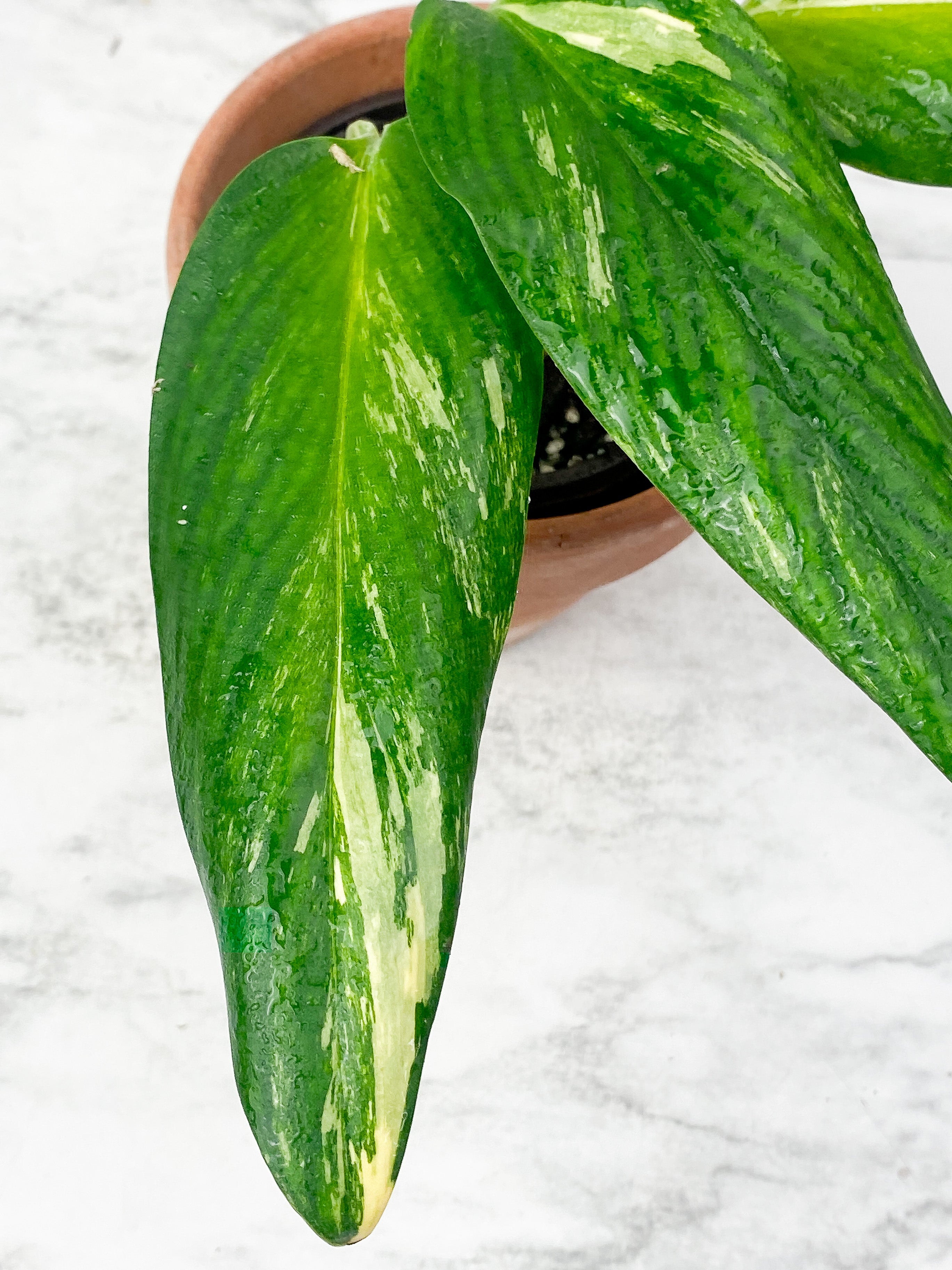 Monstera Stanleyana Aurea Rooted 3 leaves