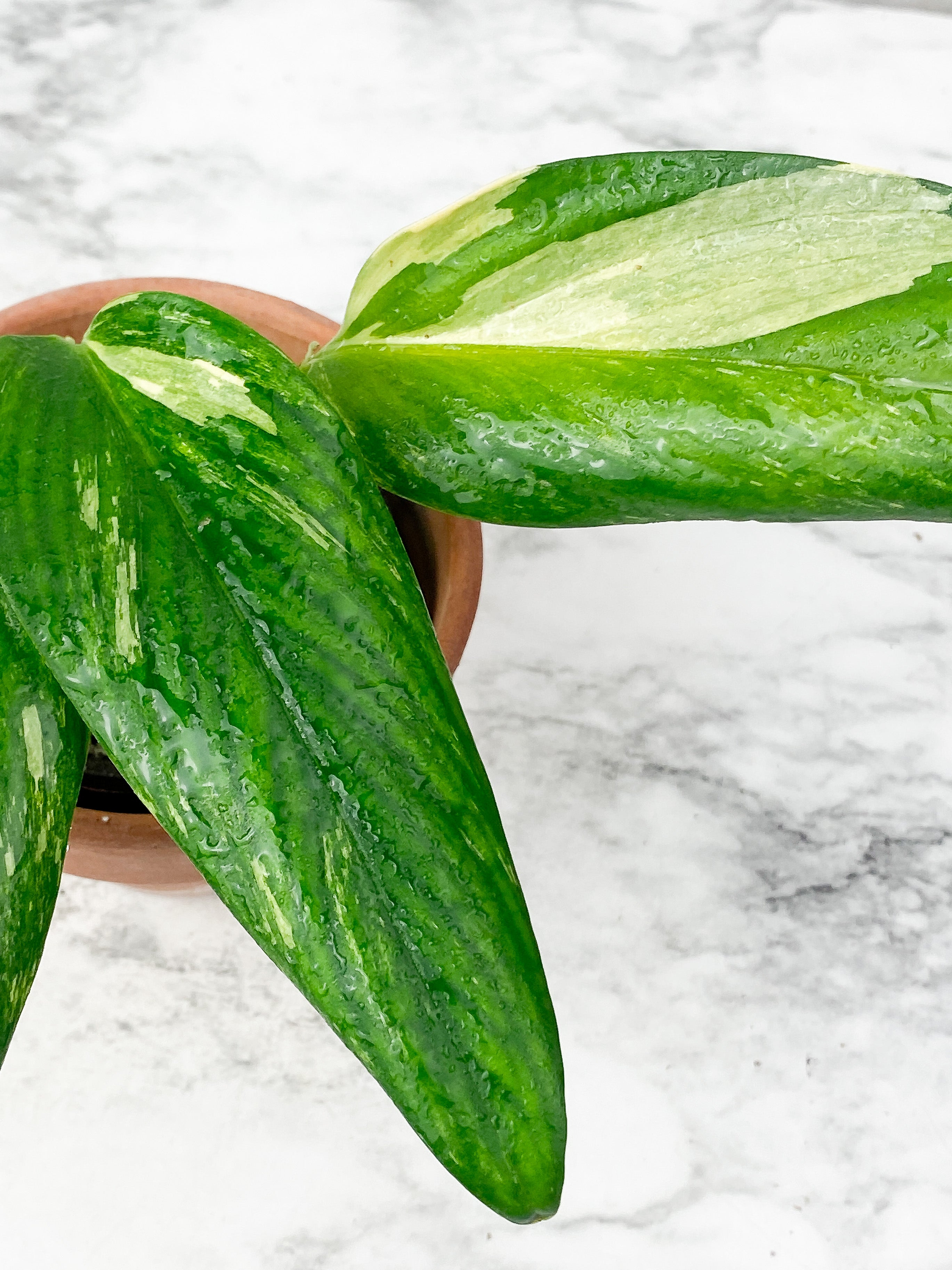 Monstera Stanleyana Aurea Rooted 3 leaves