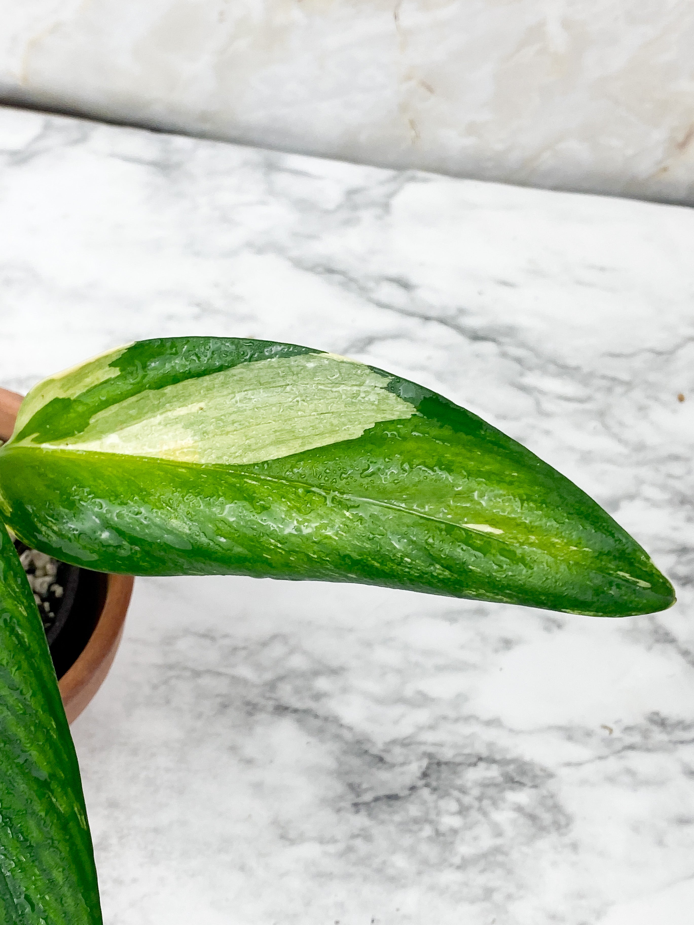 Monstera Stanleyana Aurea Rooted 3 leaves