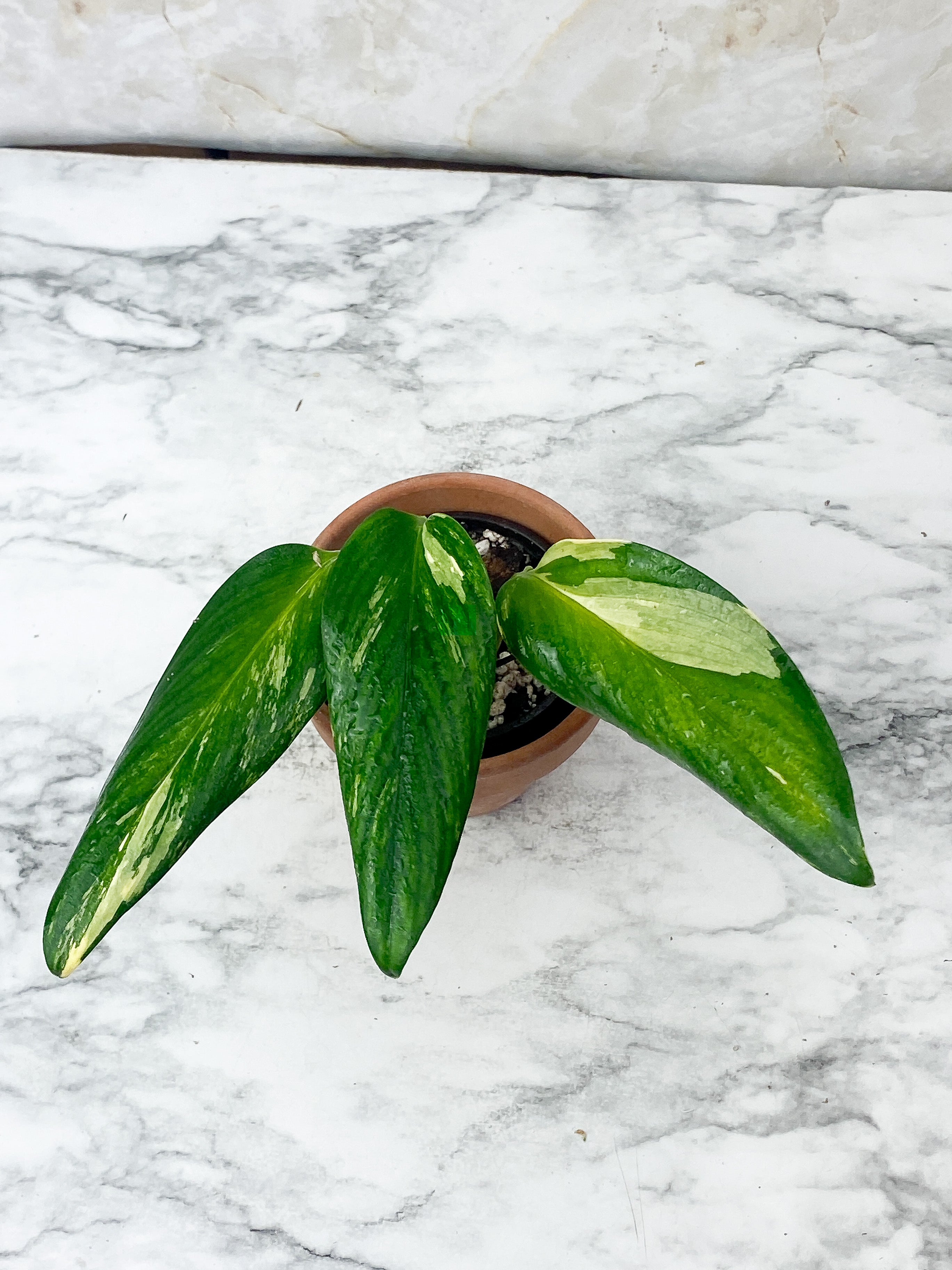 Monstera Stanleyana Aurea Rooted 3 leaves