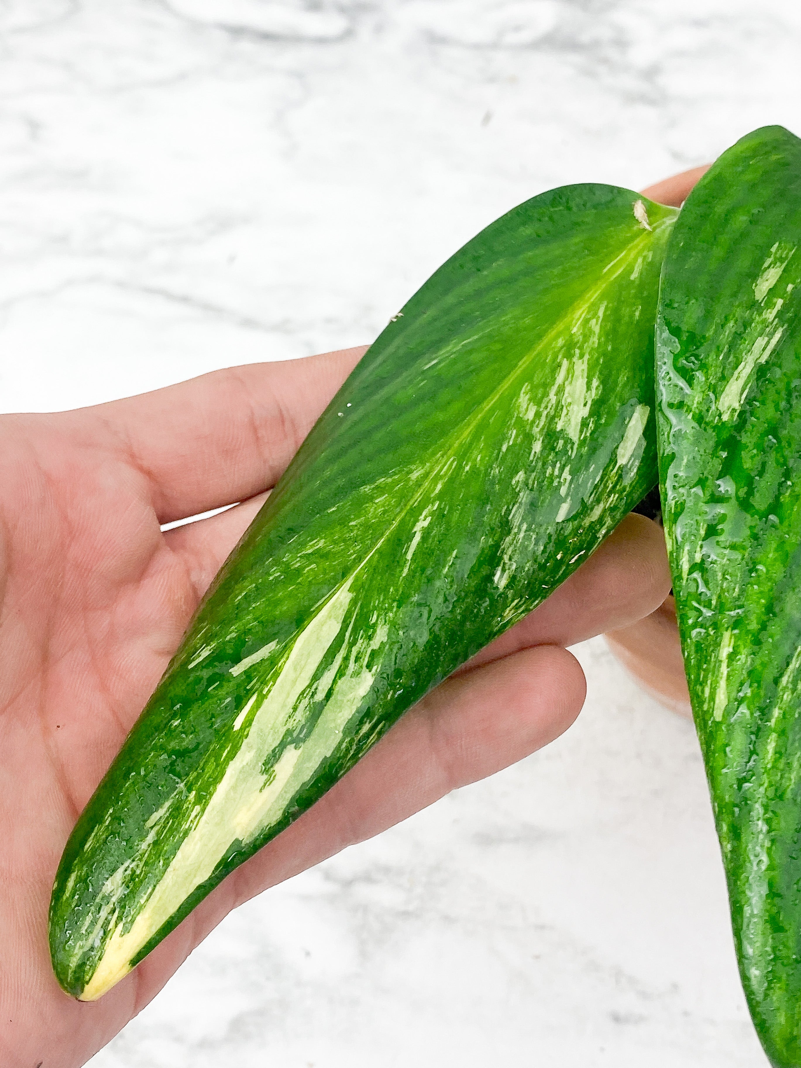 Monstera Stanleyana Aurea Rooted 3 leaves