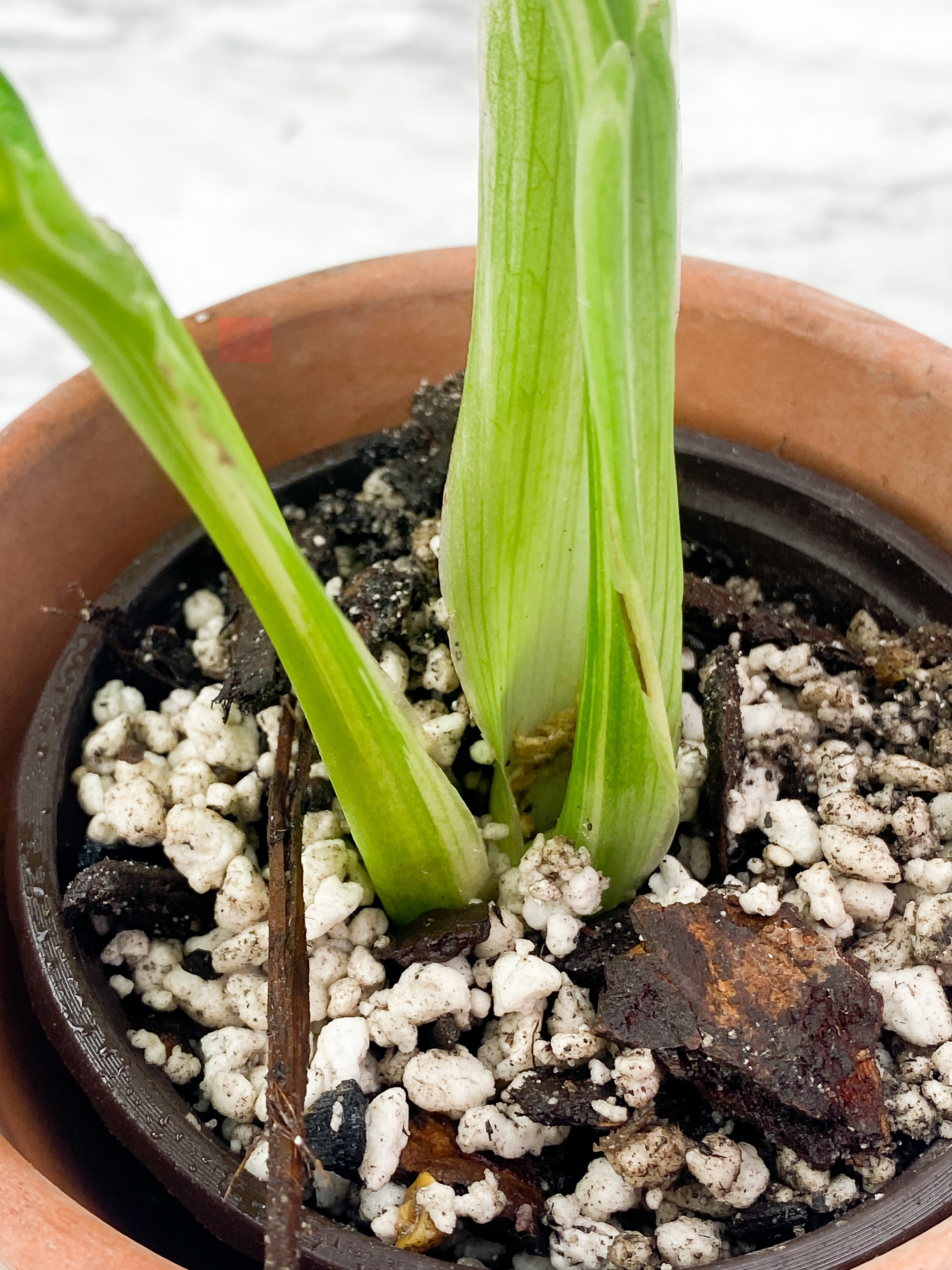 Monstera Stanleyana Aurea Rooted 3 leaves