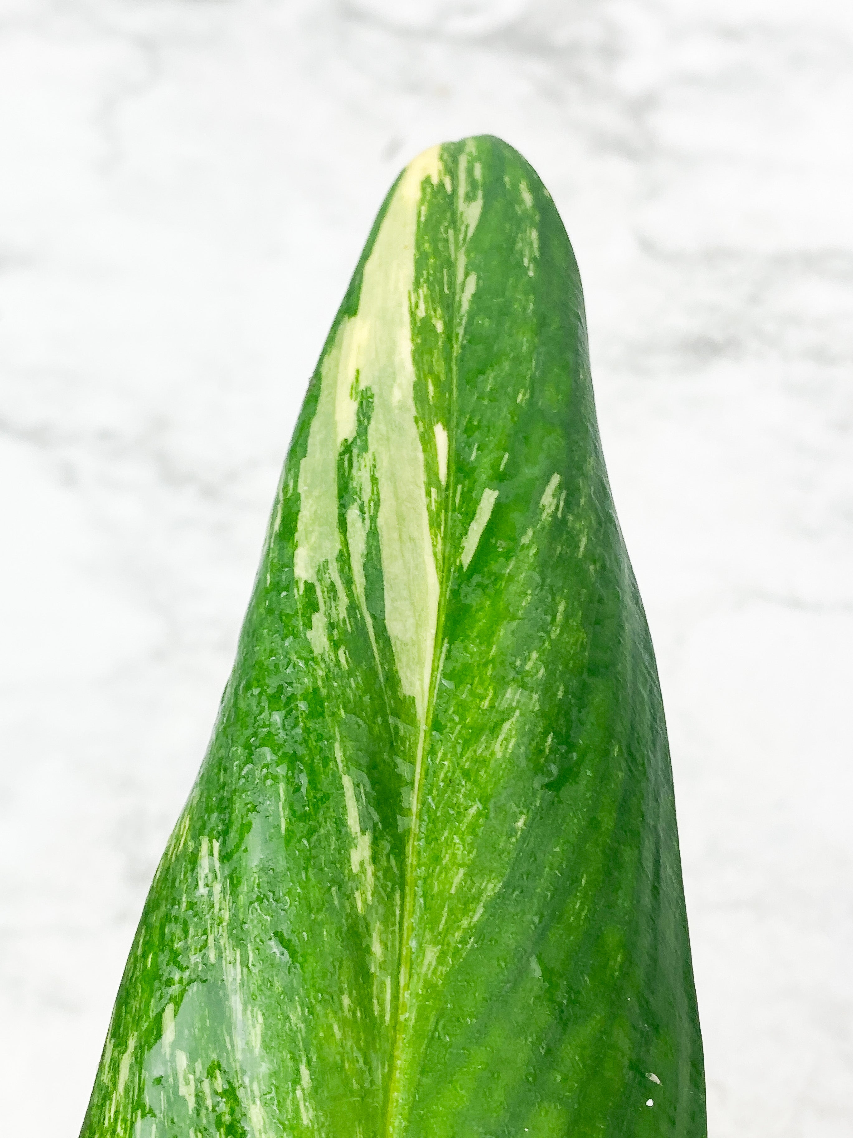 Monstera Stanleyana Aurea Rooted 3 leaves