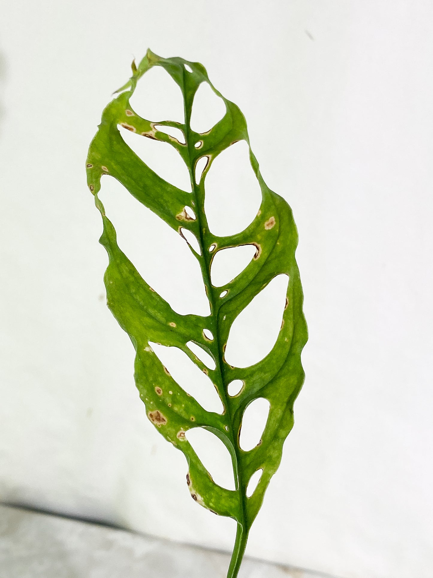 Monstera Obliqua peruvian 1 leaf Slightly Rooted