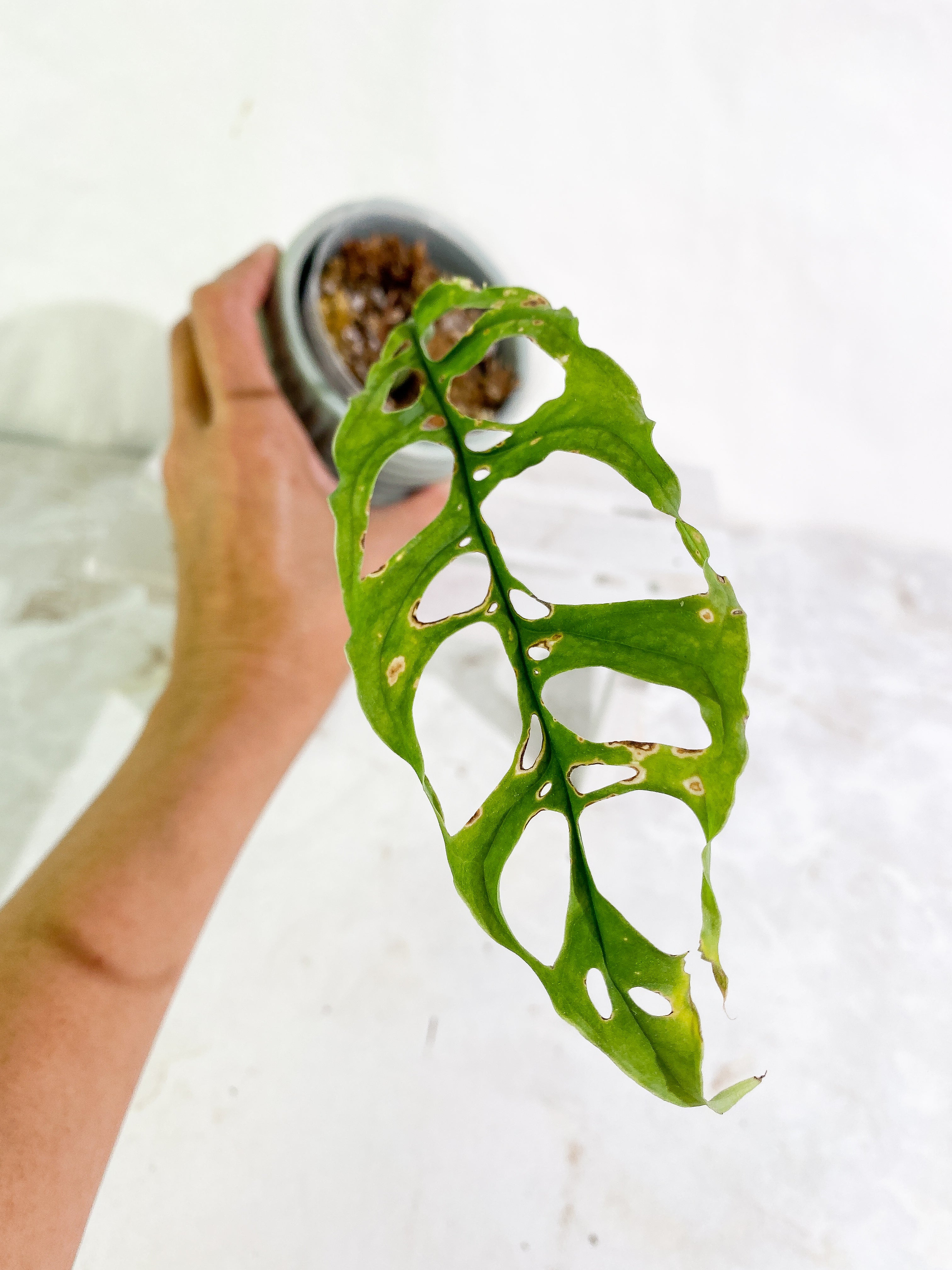 Monstera Obliqua peruvian 1 leaf Slightly Rooted