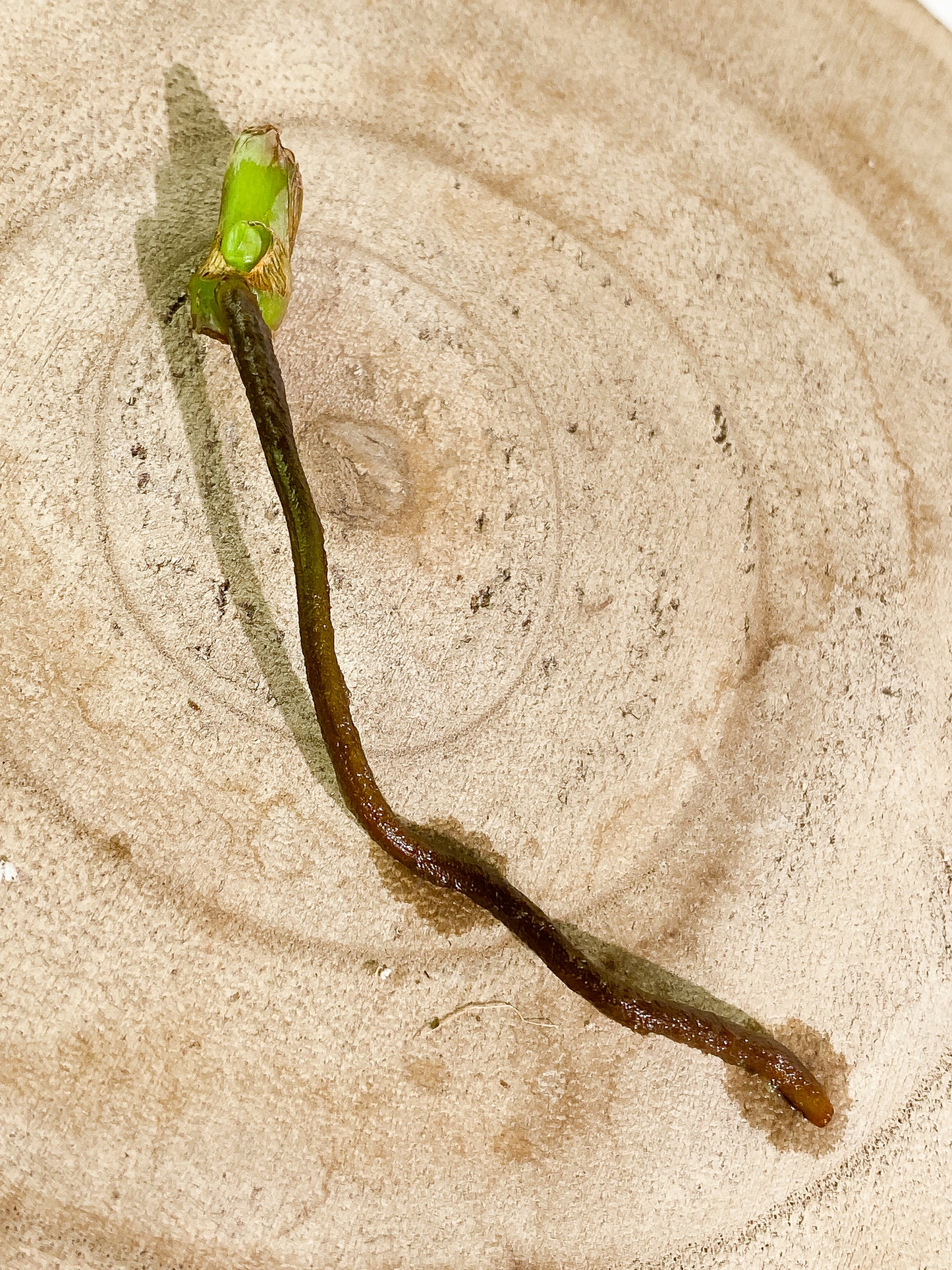 Syngonium Green Splash 1 sprout node Rooting