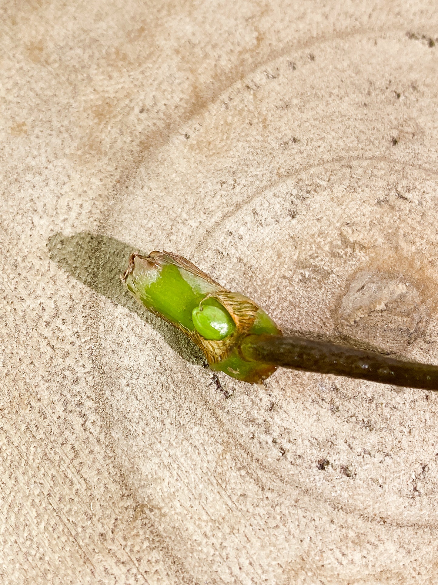 Syngonium Green Splash 1 sprout node Rooting