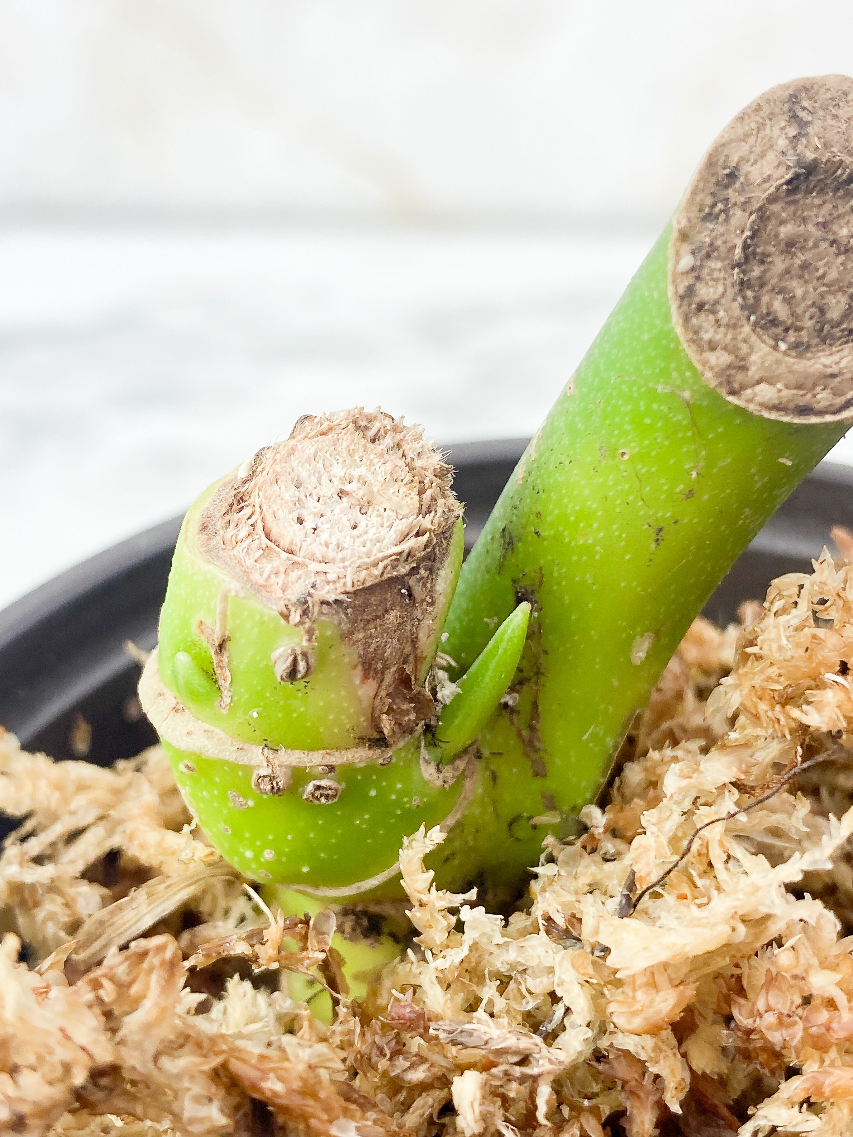 Reserved: Monstera Esqueleto unrooted double sprouts