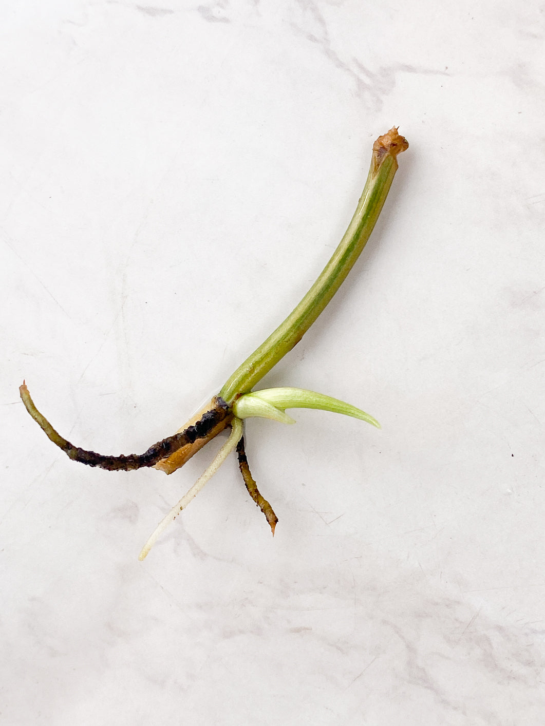 Philodendron Micans variegated rooting node 1 sprout