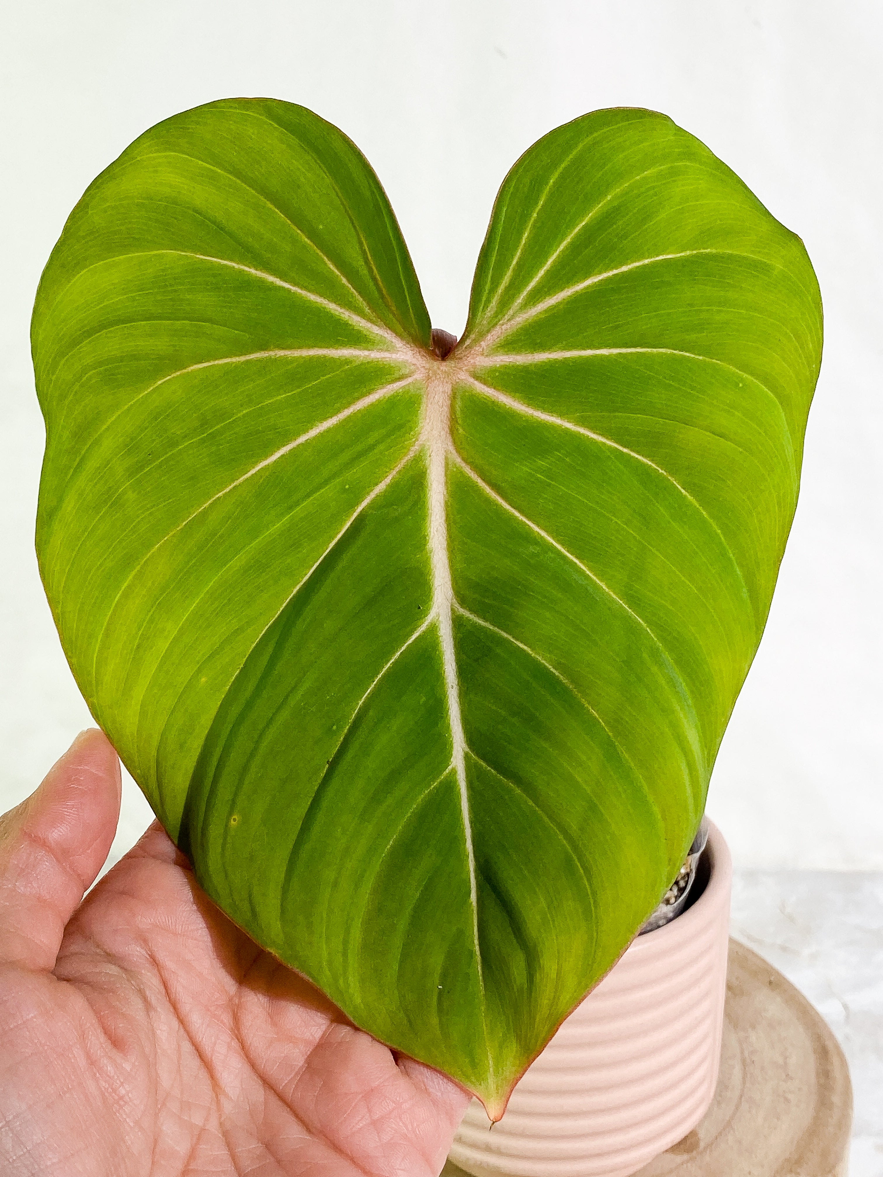 Philodendron Gloriosum 1 leaf & 1 sprout Slightly Rooted