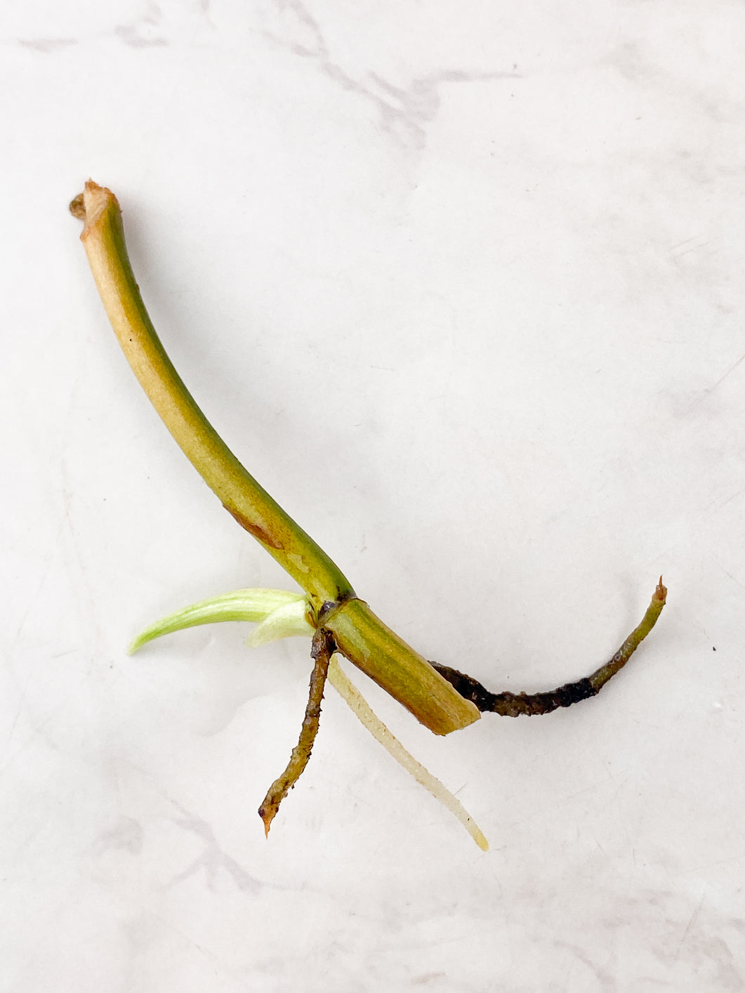 Philodendron Micans variegated rooting node 1 sprout