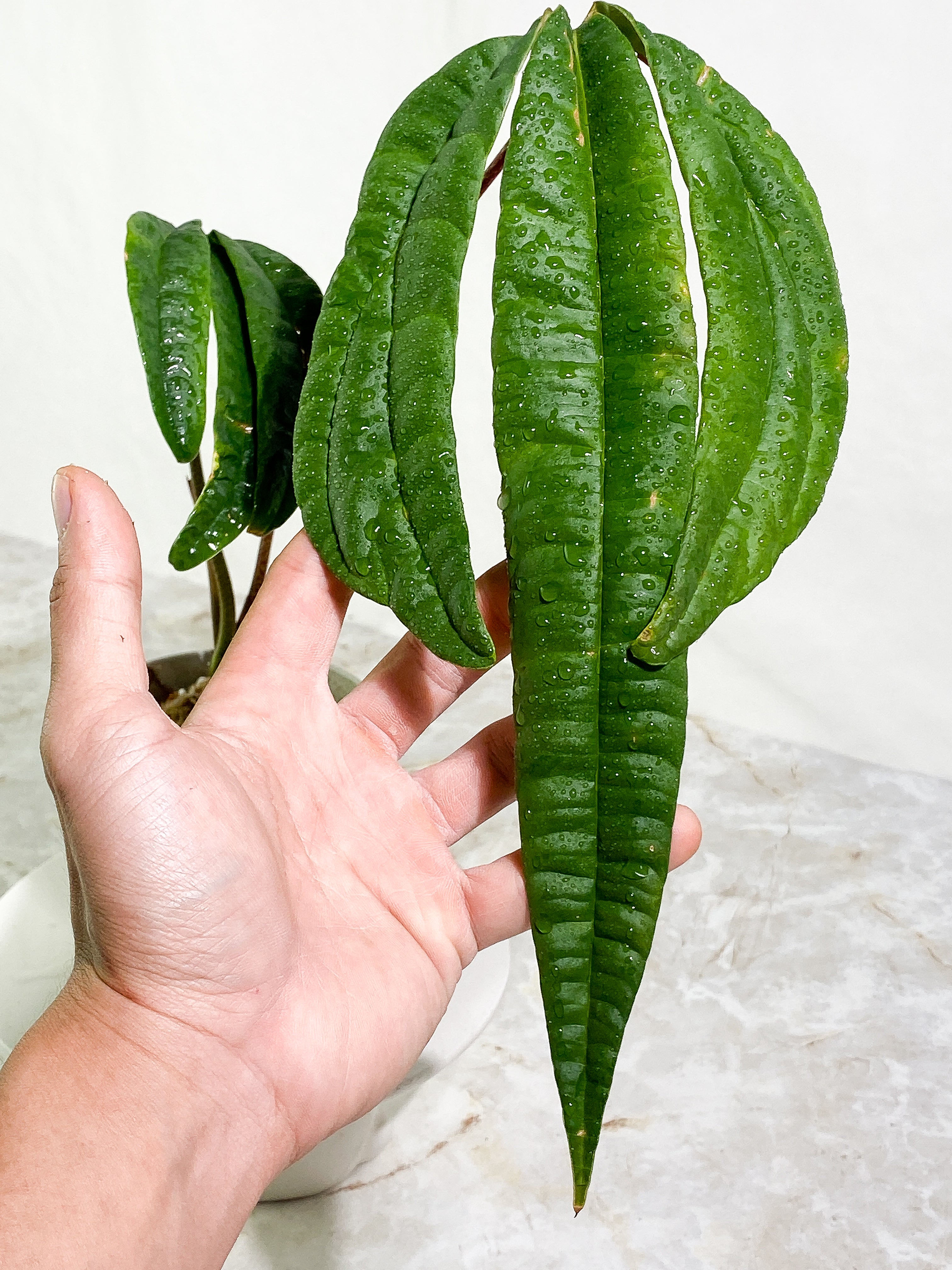 Anthurium cutucuensis small slightly rooted node