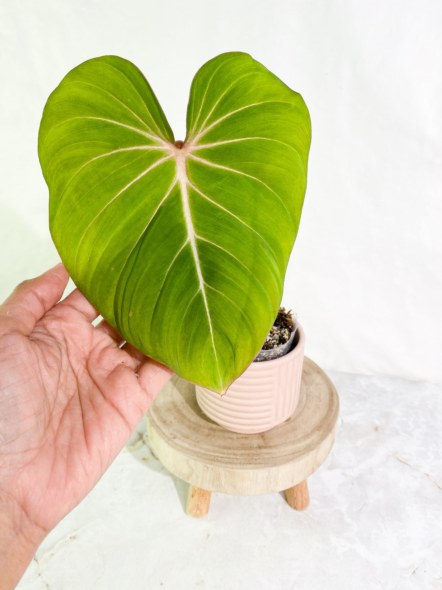 Philodendron Gloriosum 1 leaf & 1 sprout Slightly Rooted