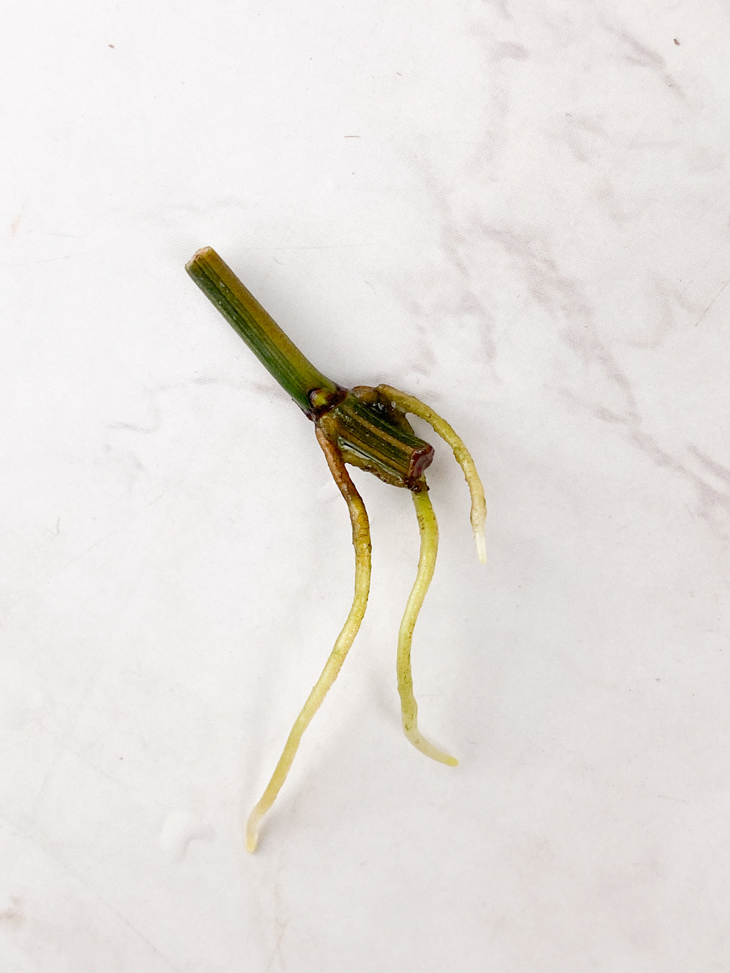 Philodendron Micans variegated rooting node