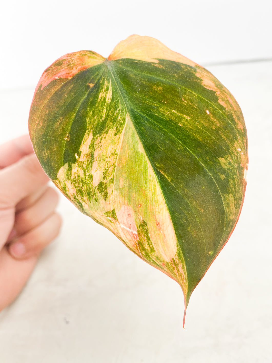 Philodendron Micans variegated 1 leaf 1 sprout rooting