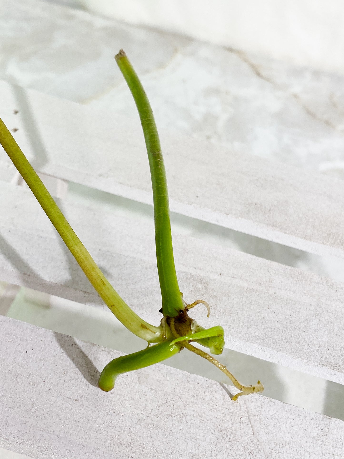 Philodendron verrucosum tambillo 1 sprout Rooting