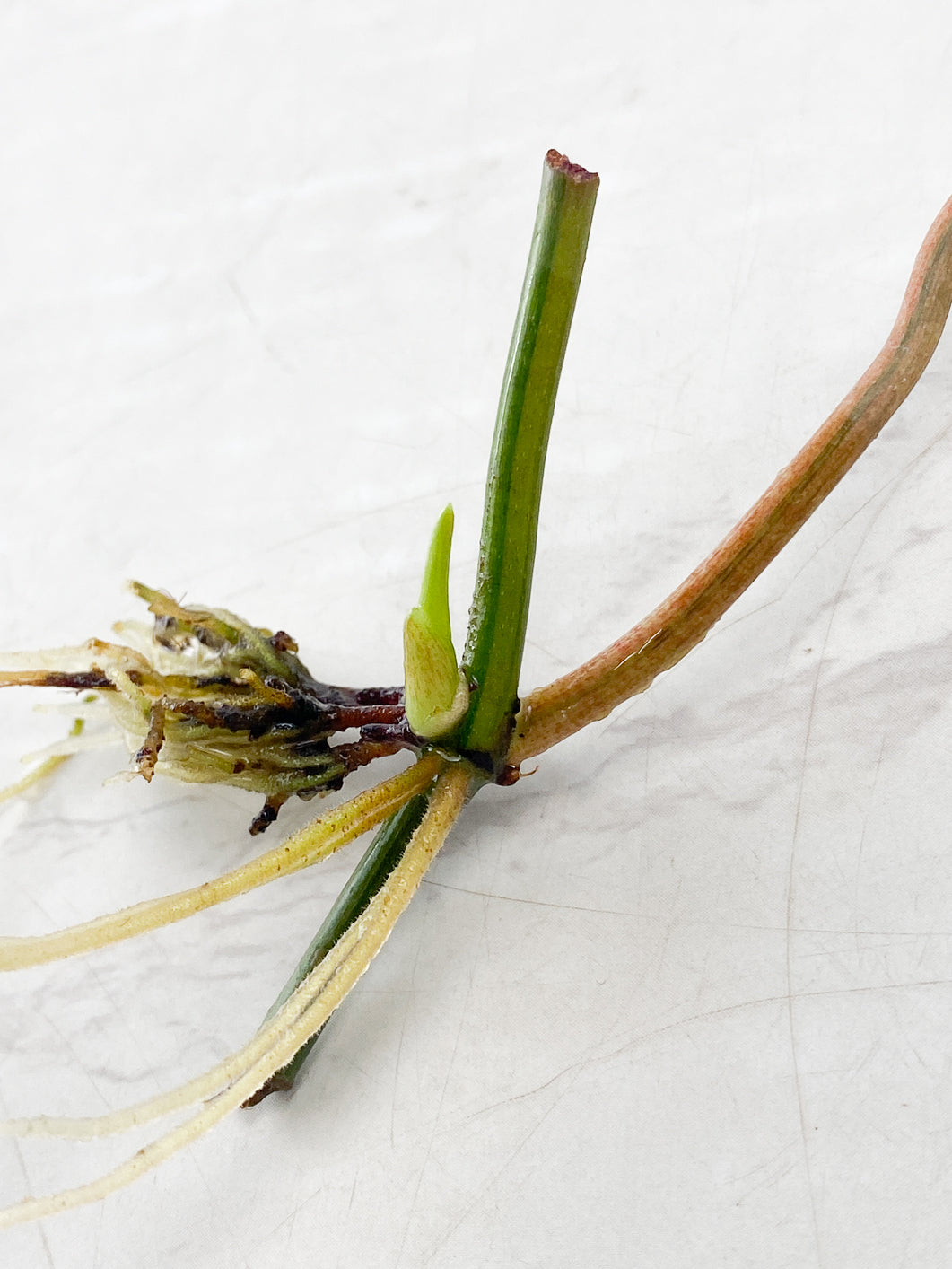 Philodendron Micans variegated 1 leaf 1 sprout rooting