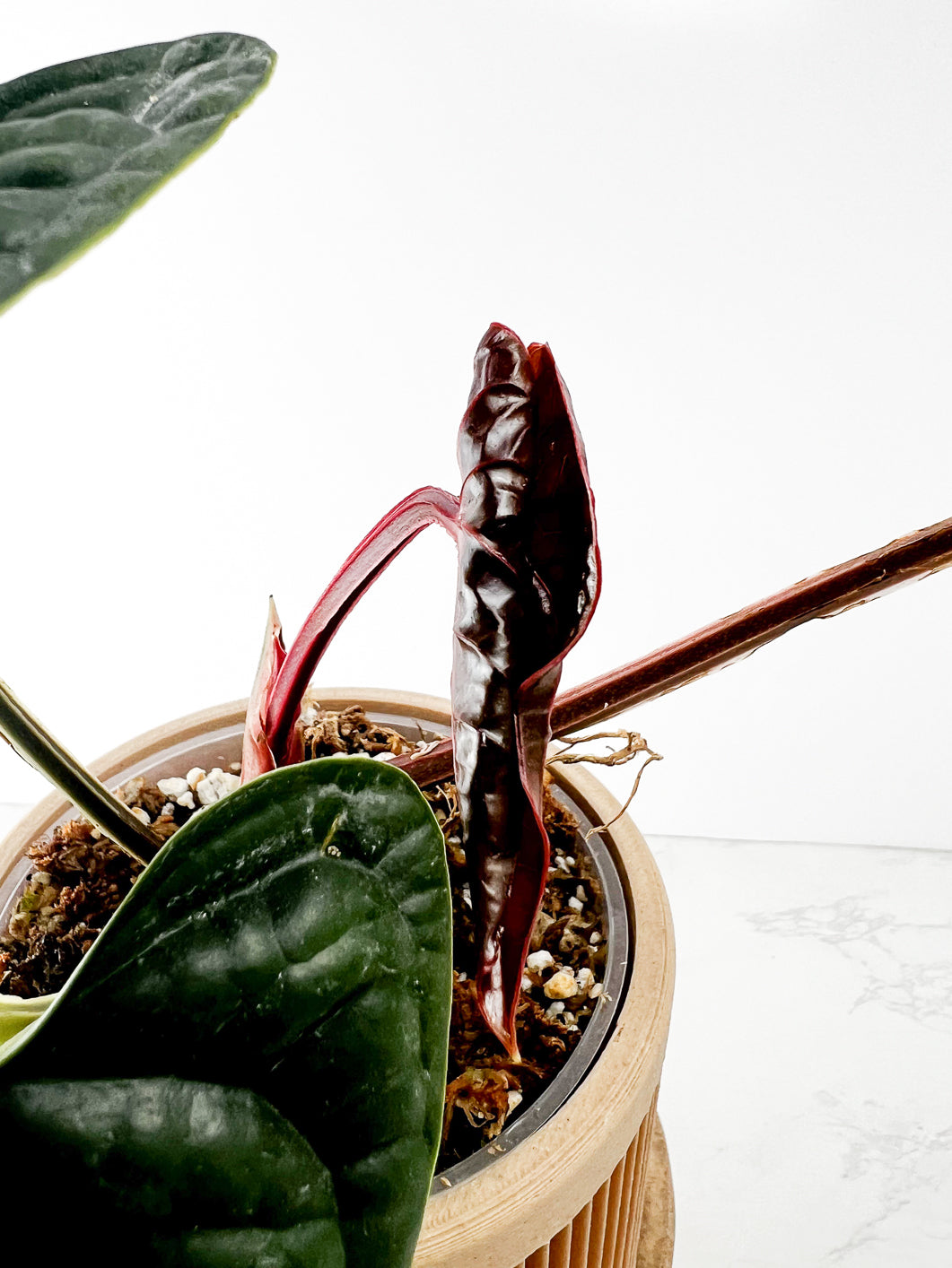 Anthurium Luxurians 4 leaves Rooted